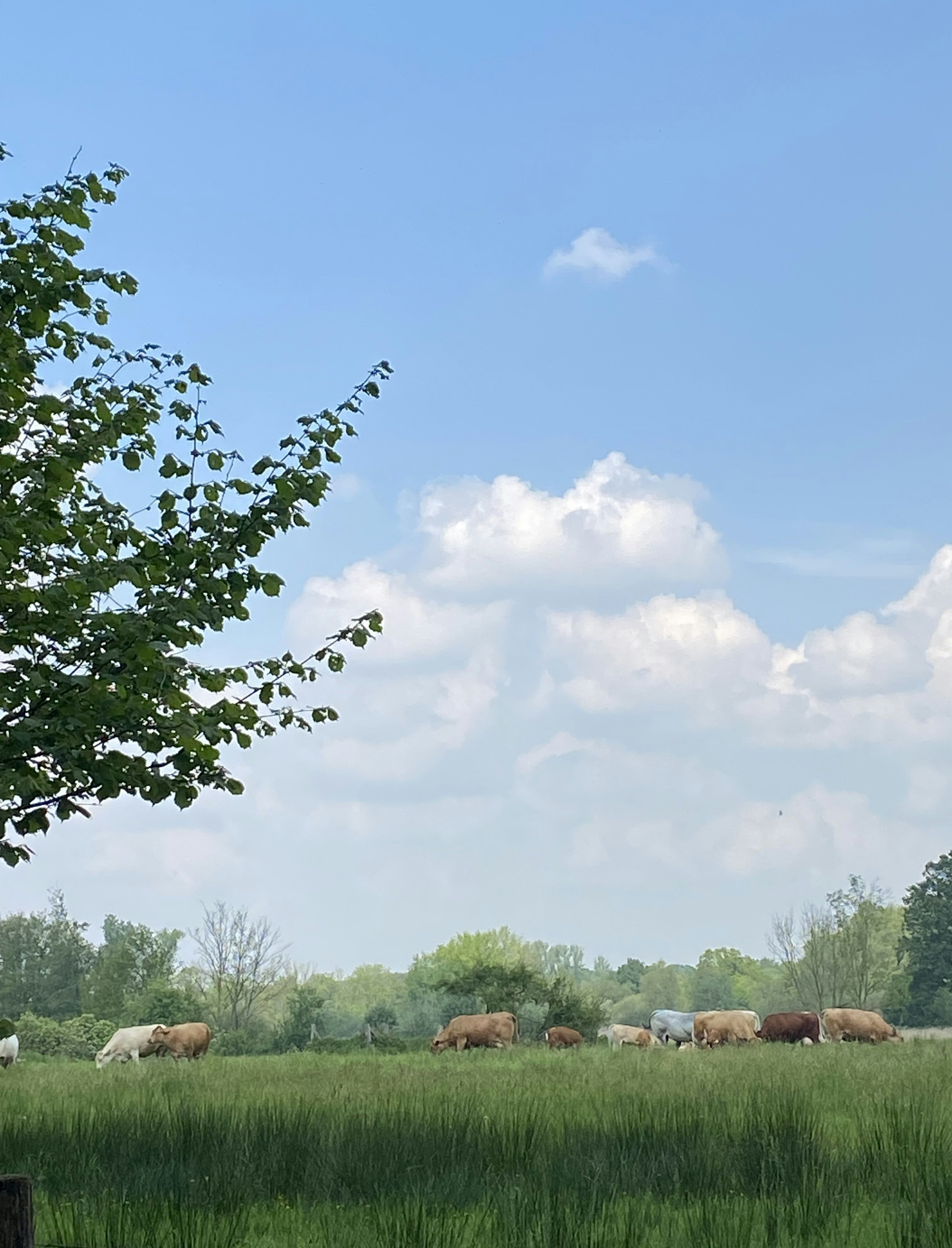 Mucche che pascolano in un prato verde sotto un cielo azzurro con nuvole bianche