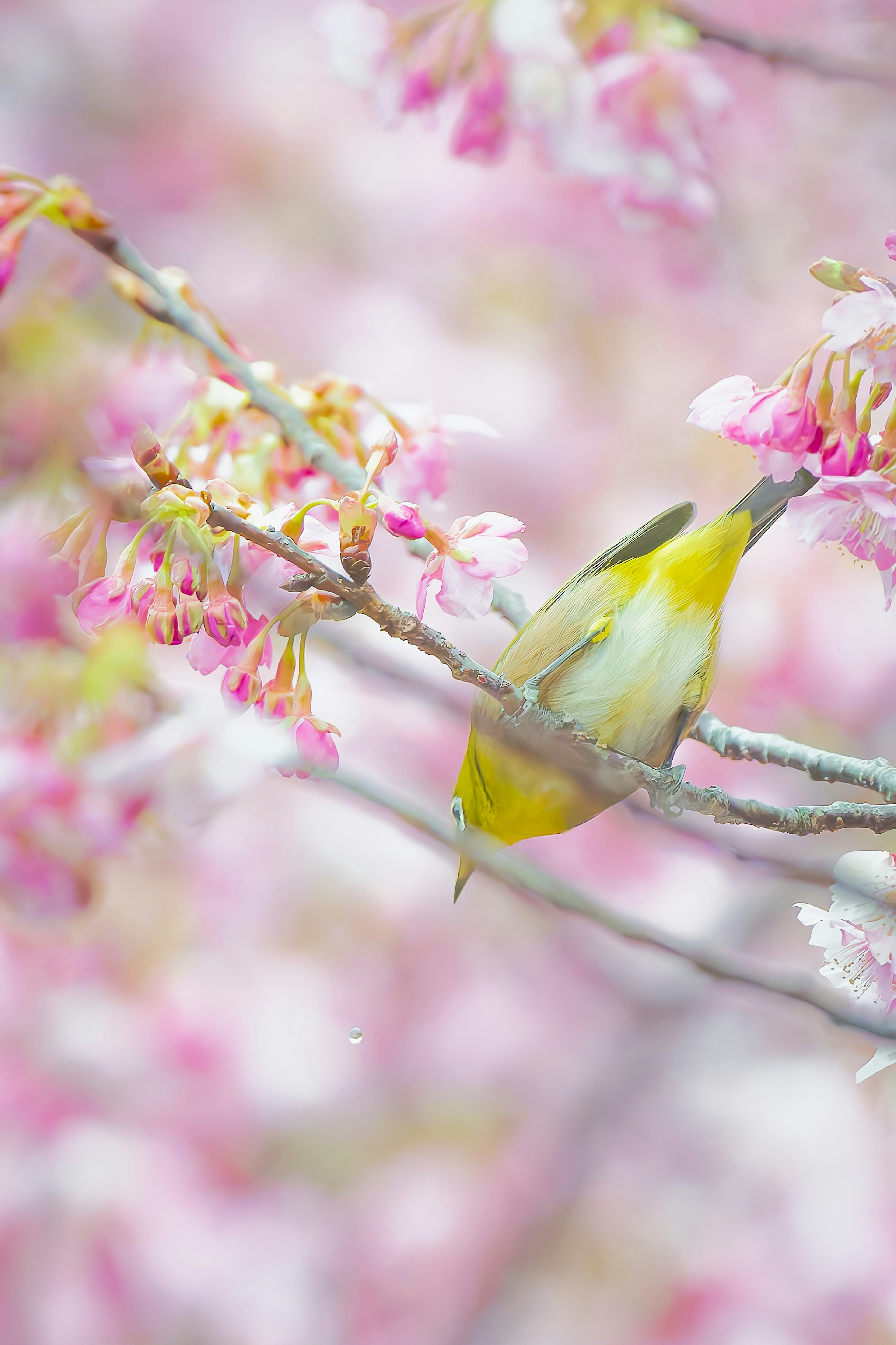 桜の花の中にいる小さな黄色い鳥