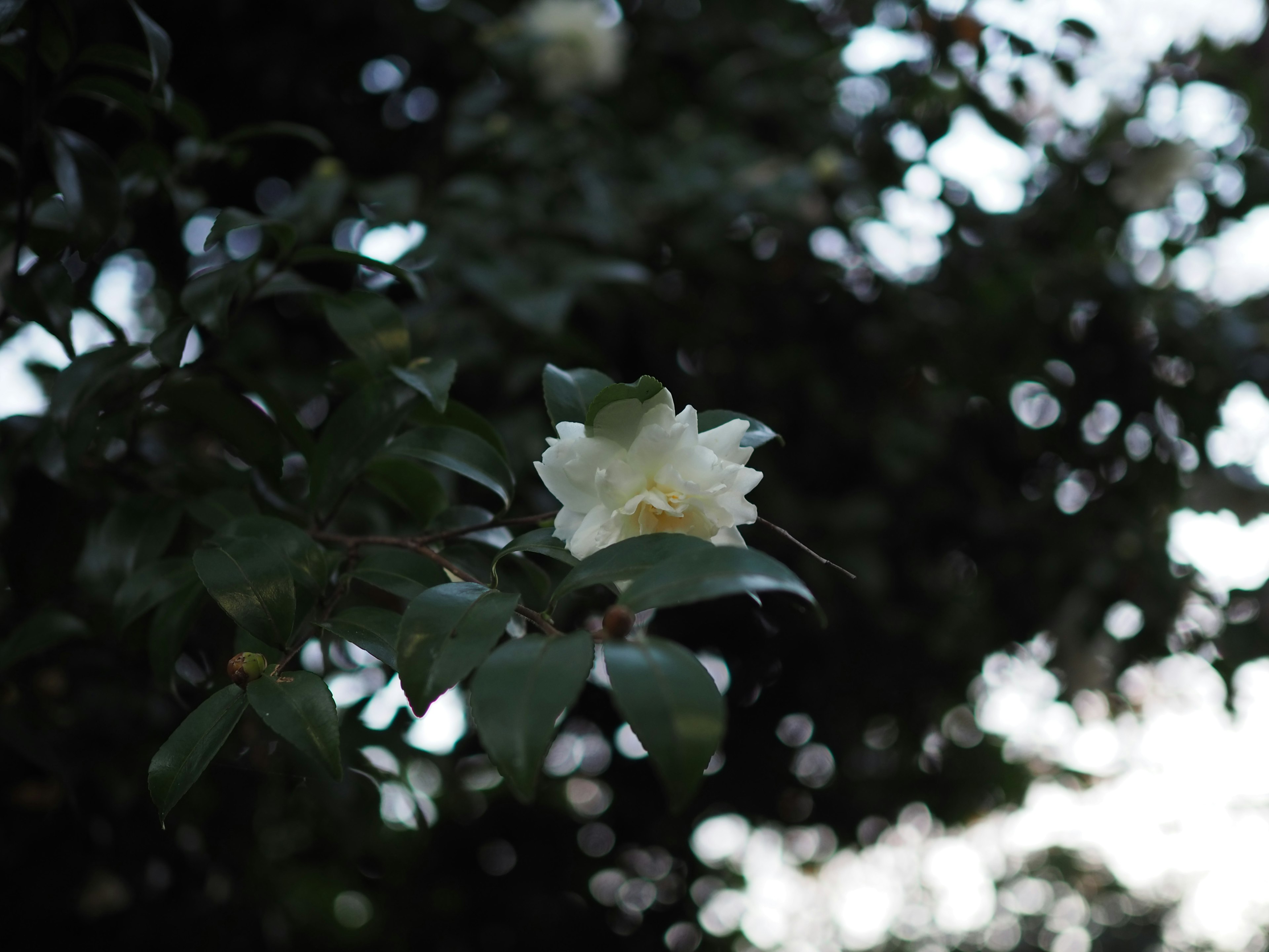 A white flower blooming among green leaves in a blurred background