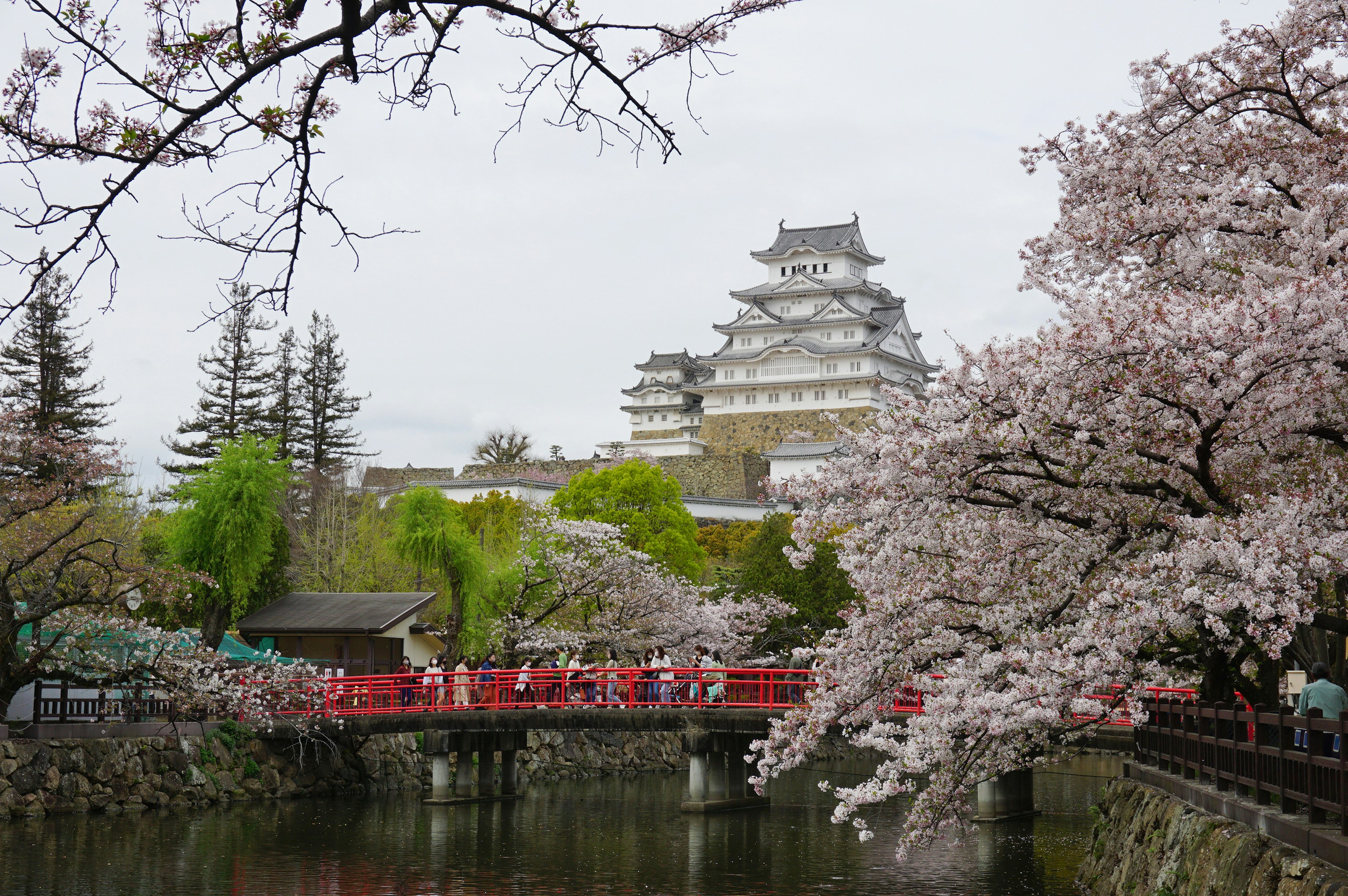 Scenic view of cherry blossom trees and a red bridge near a castle