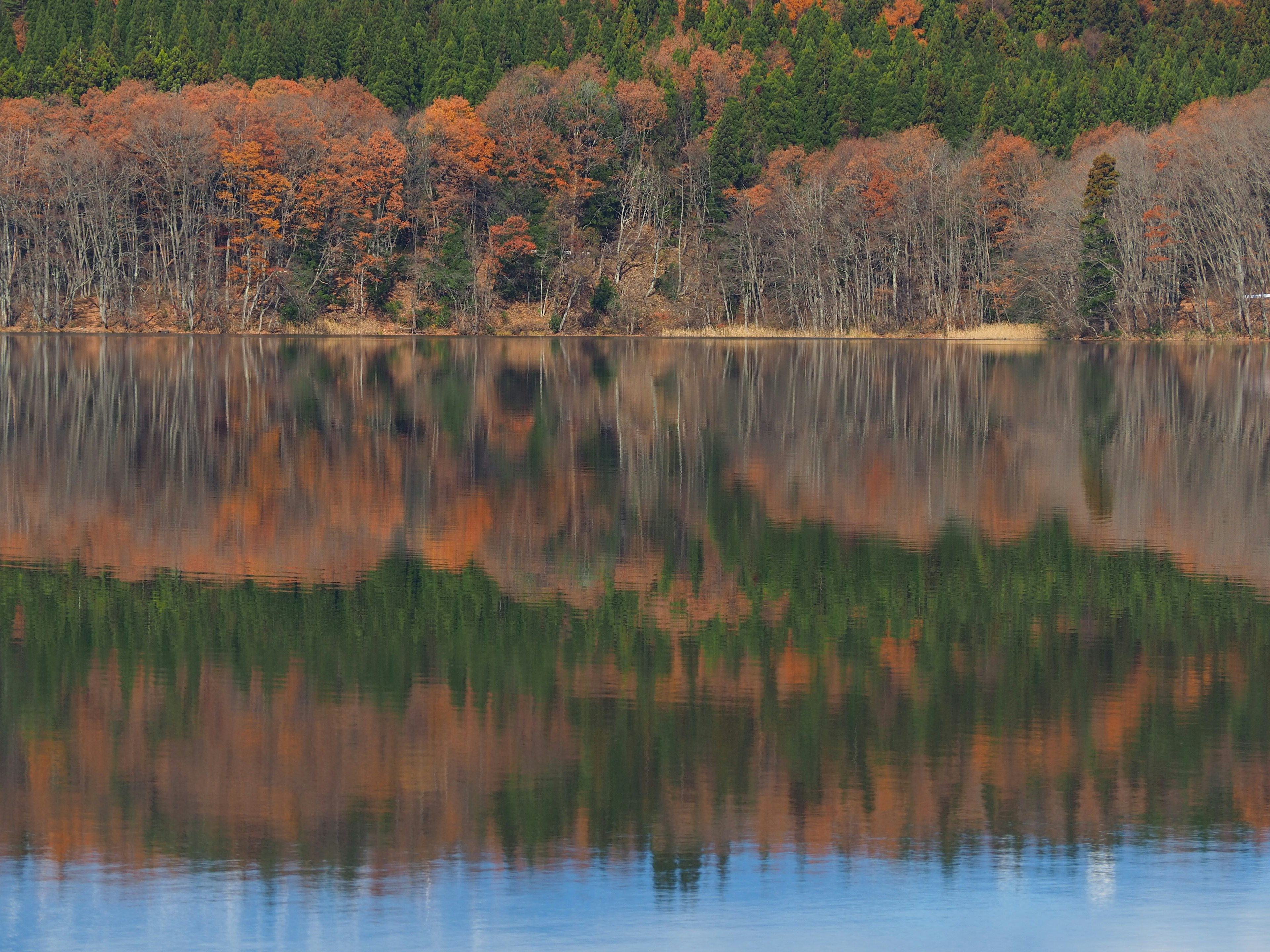 Reflet des arbres d'automne sur la surface calme d'un lac avec des teintes vertes et orange