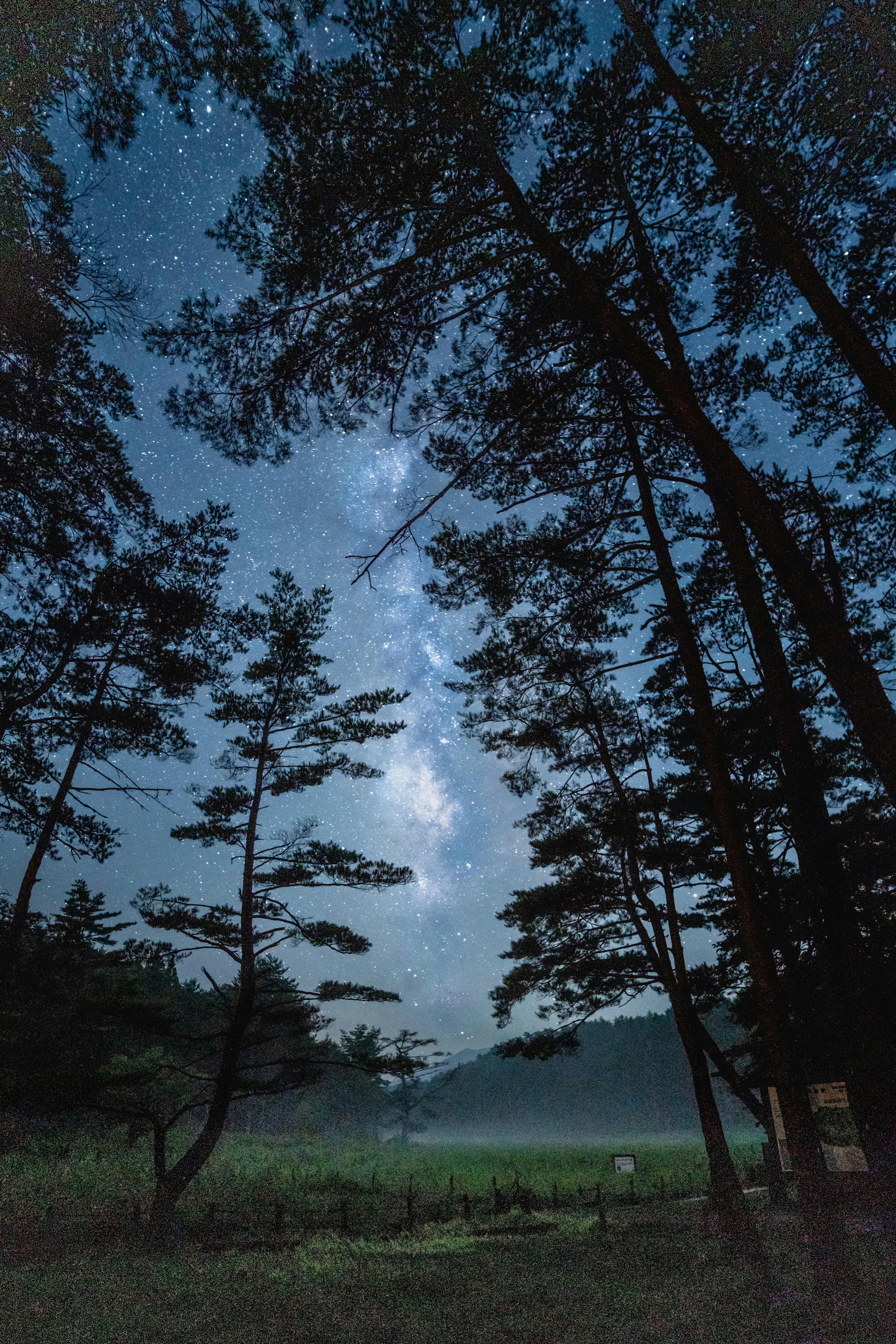 青い夜空に星々が輝く森の景色