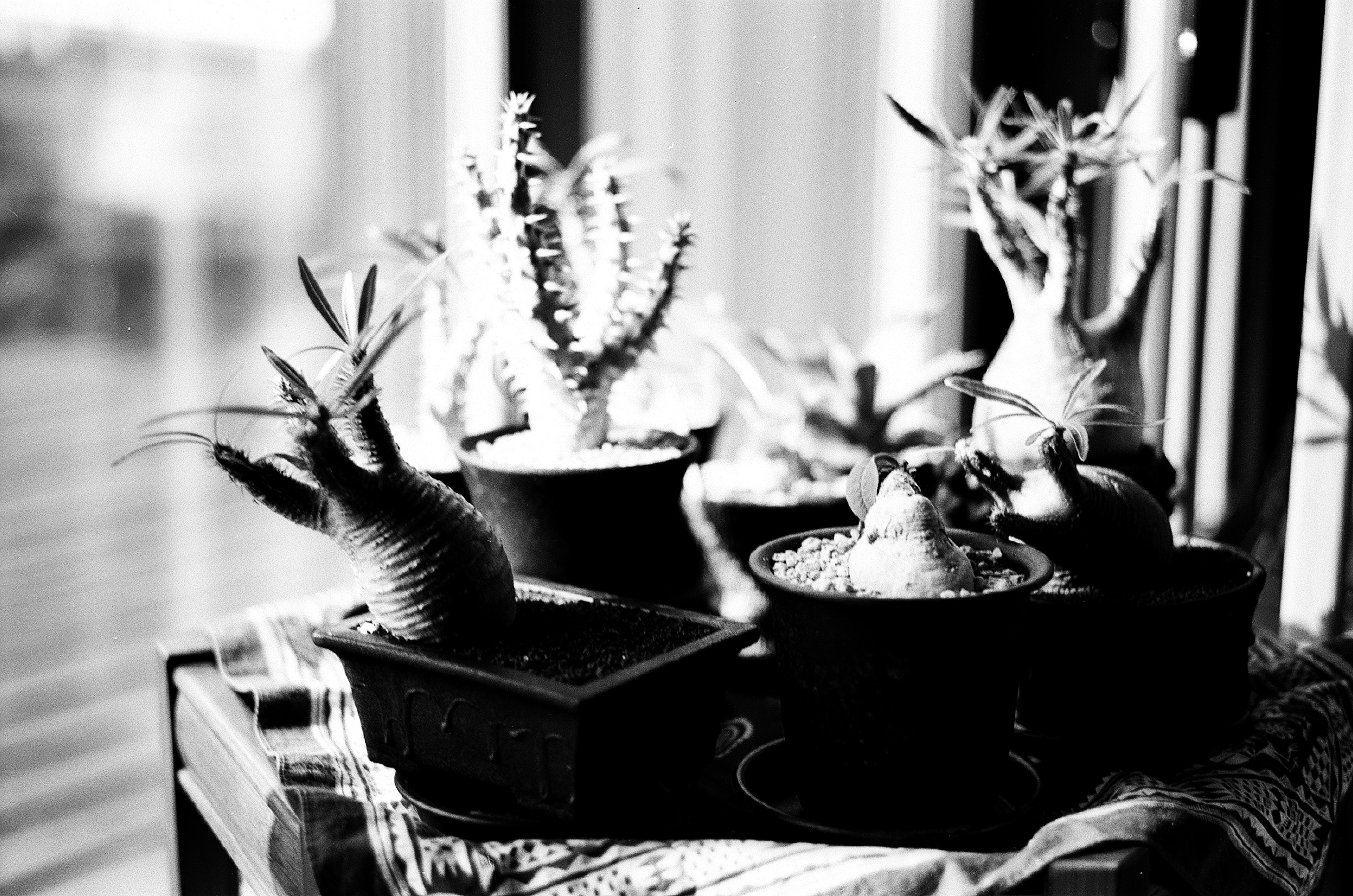 Diverse pots of plants arranged in black and white setting