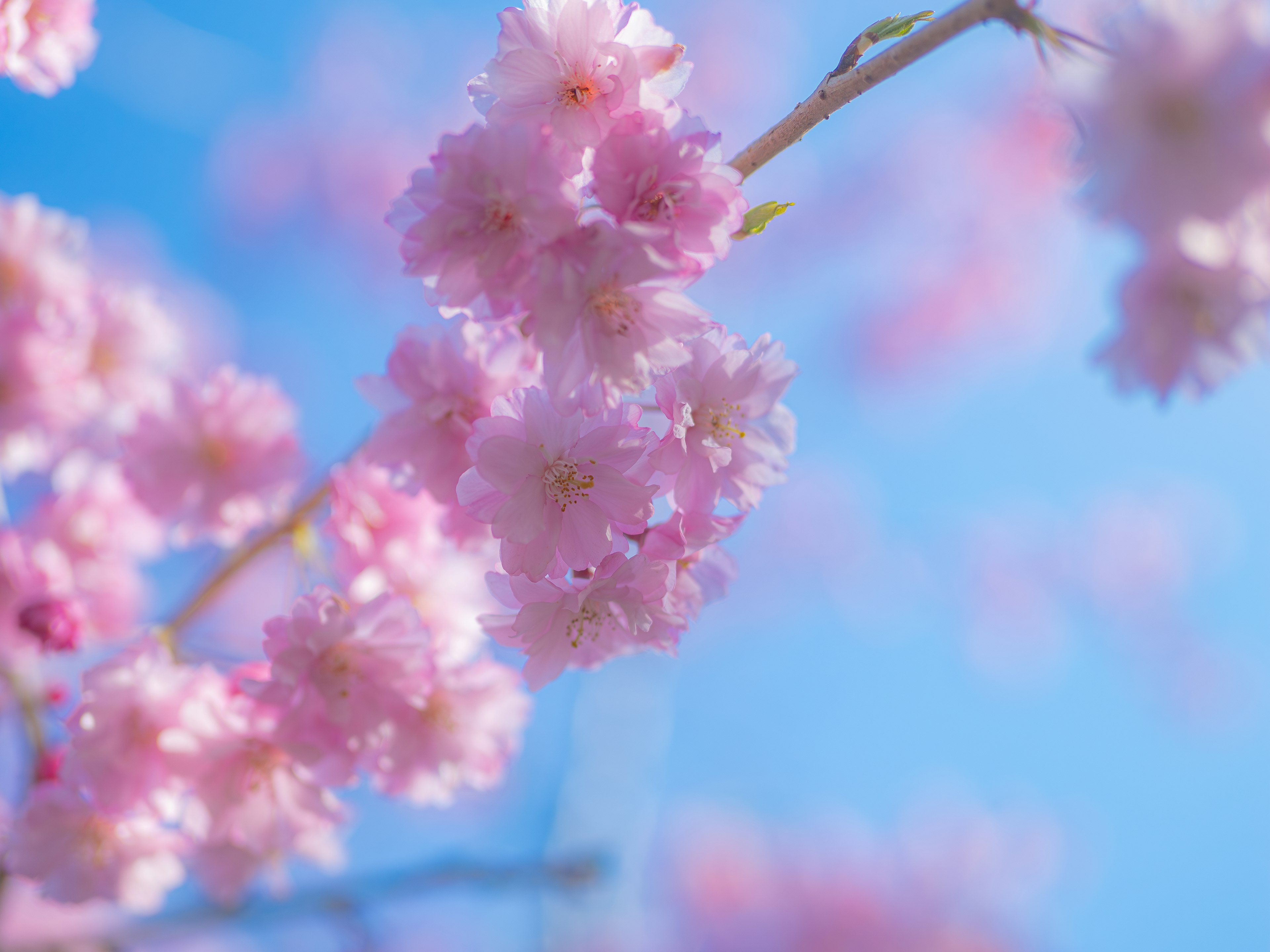 青空を背景にした桜の花が咲いている