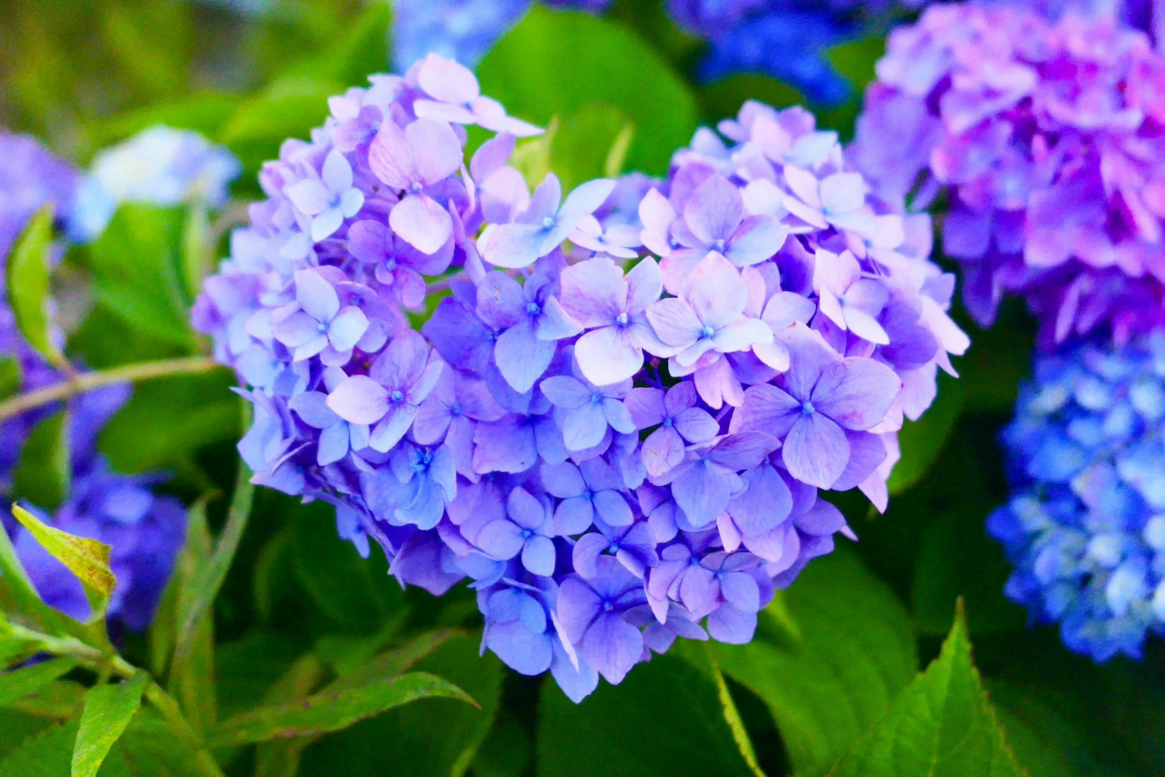 Racimo de flores de hortensia moradas en forma de corazón rodeado de hojas verdes