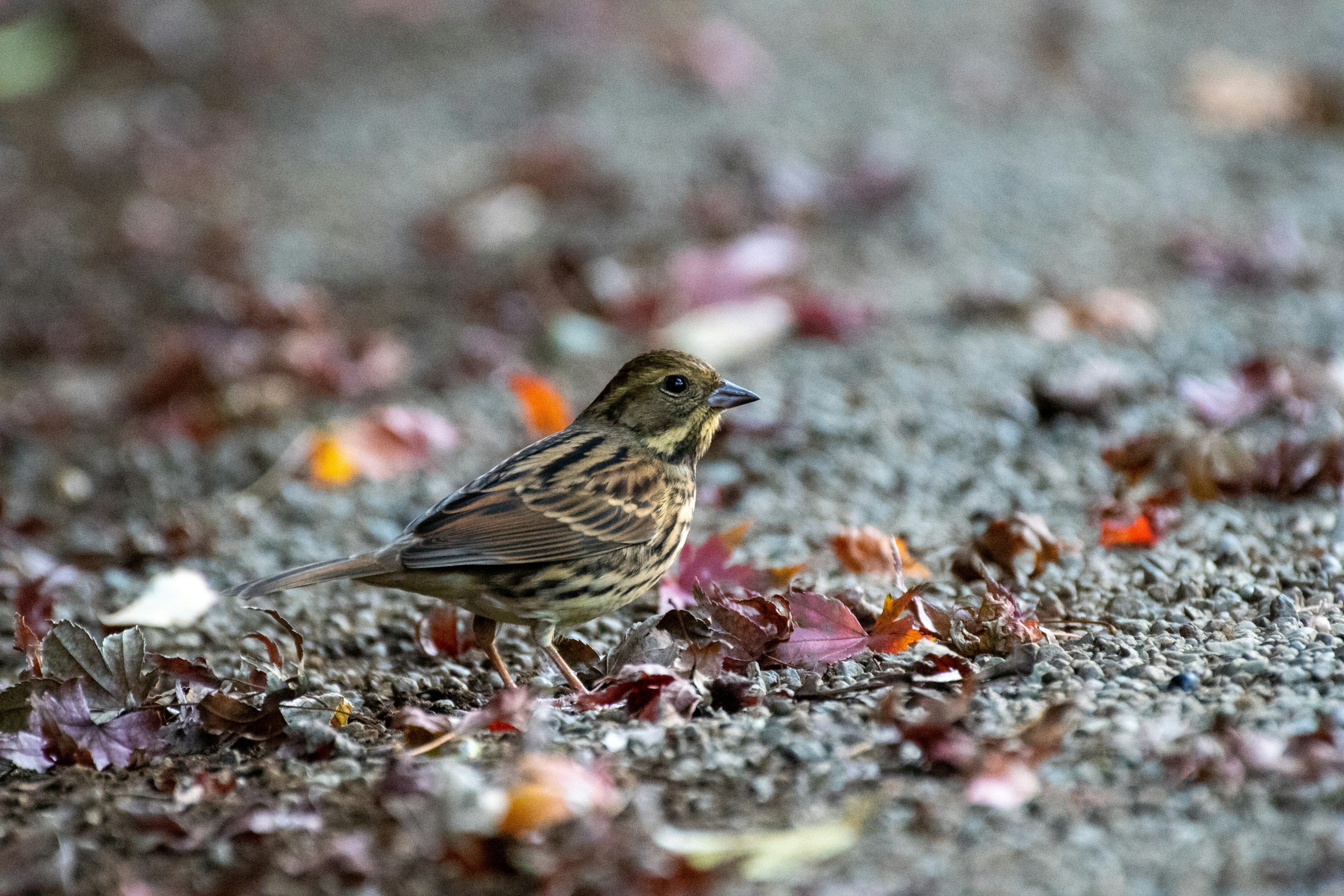 Seekor burung kecil berjalan di antara daun-daun yang jatuh di tanah