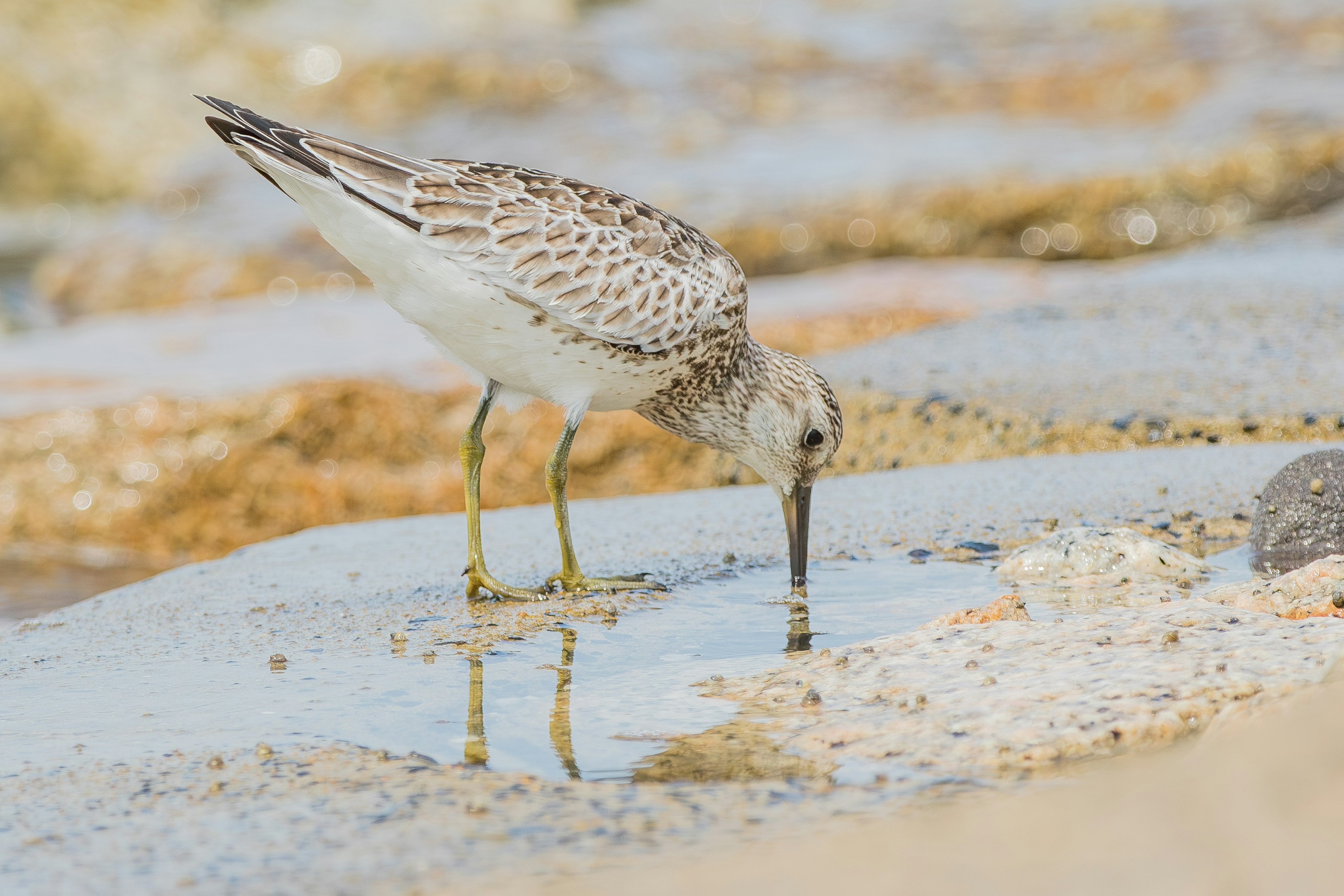 Close-up image of a sandpiper bird searching for food at the water's edge