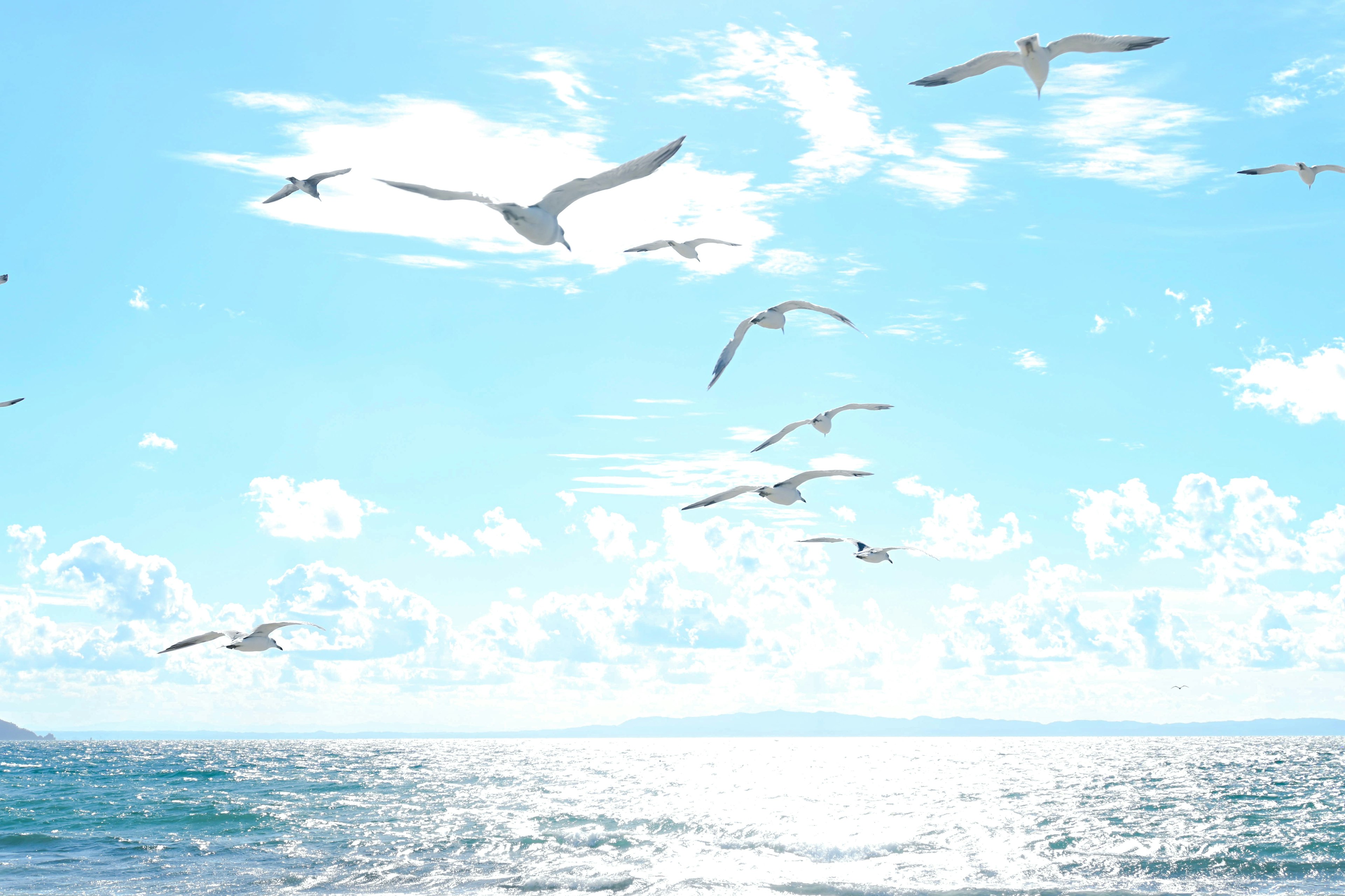 White birds flying over the ocean against a blue sky