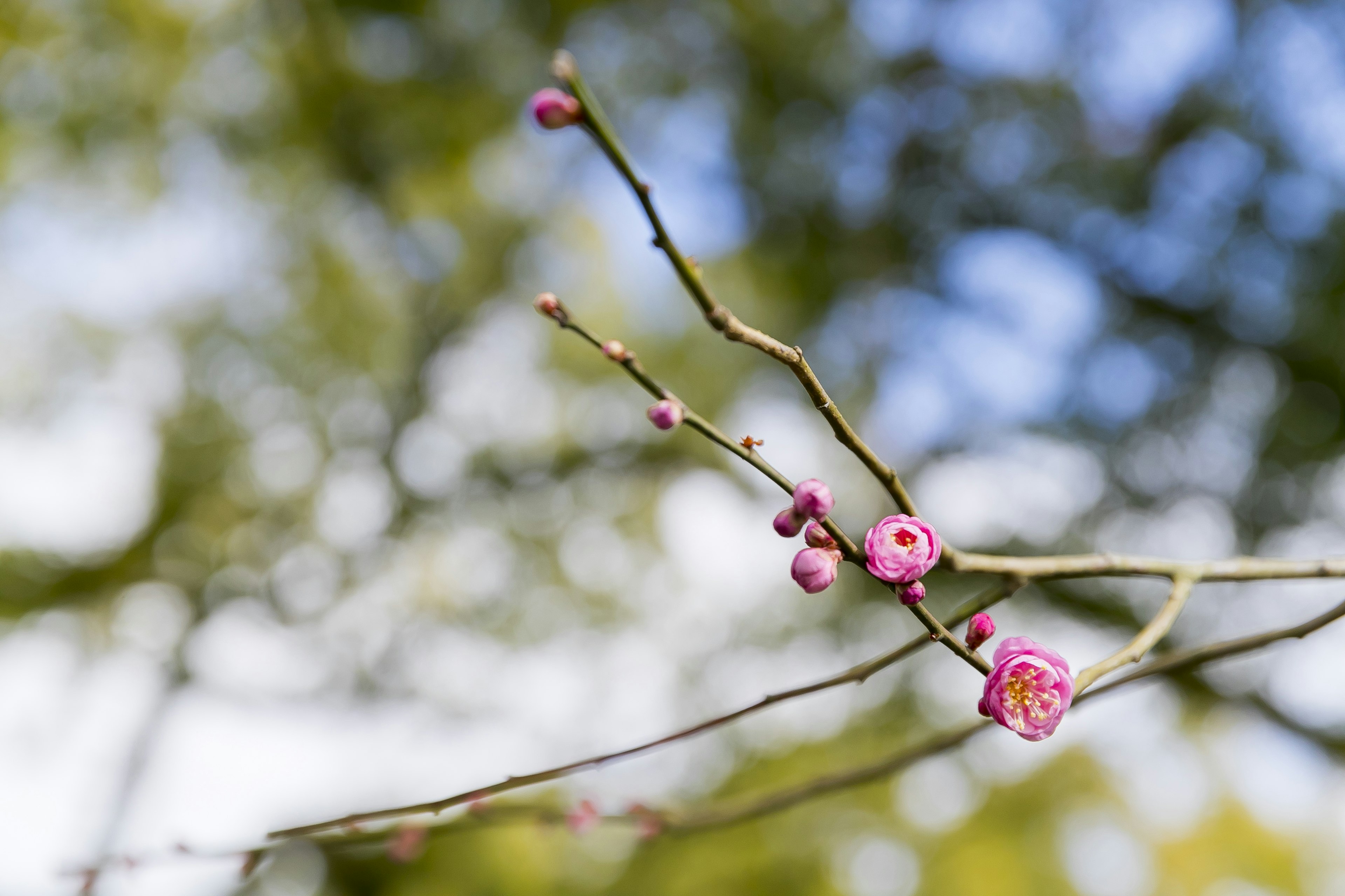 Nahaufnahme eines Zweigs mit lebhaften rosa Blumen verschwommener grüner Hintergrund