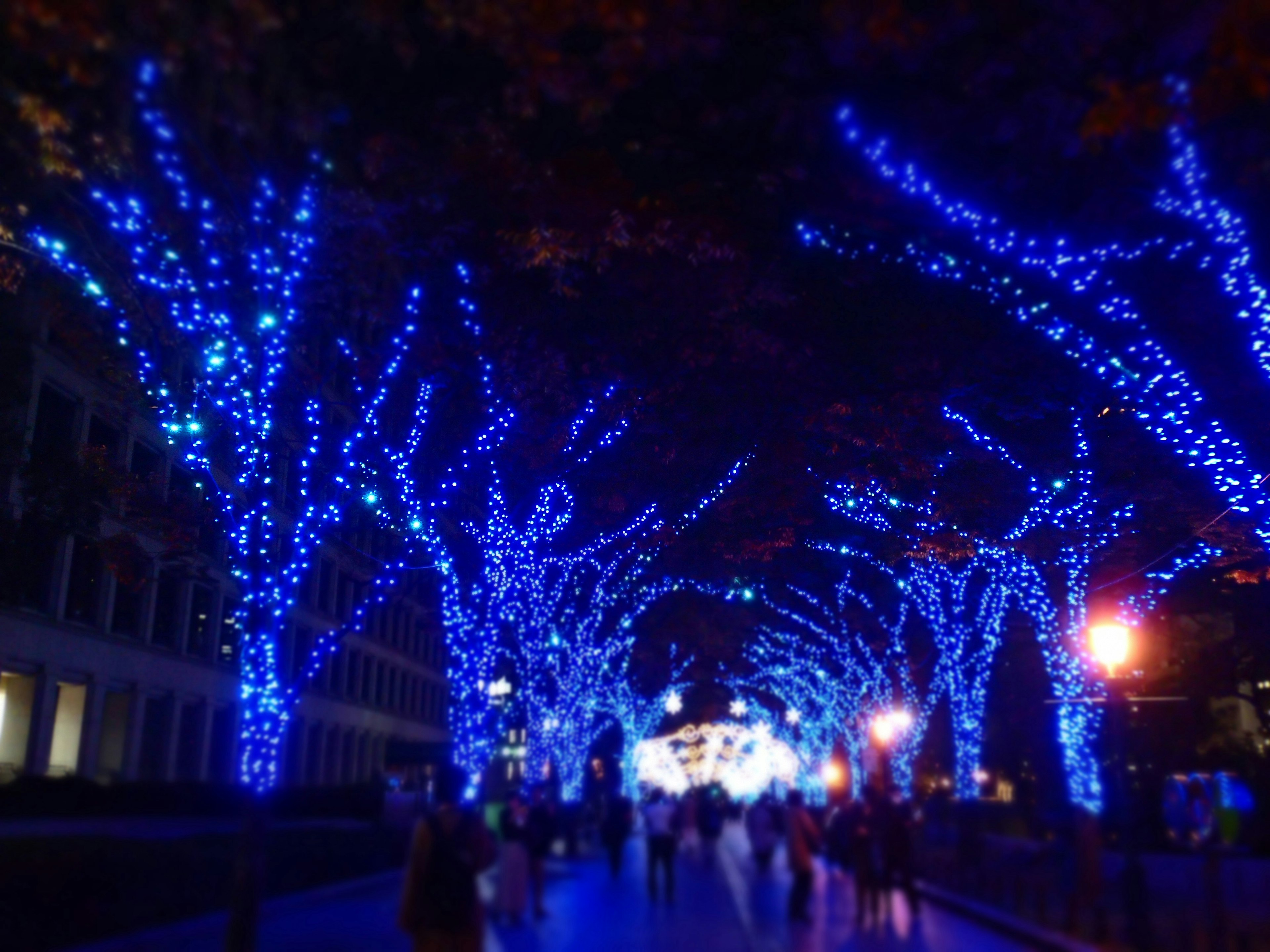 青いライトで飾られた木々が並ぶ通りの風景