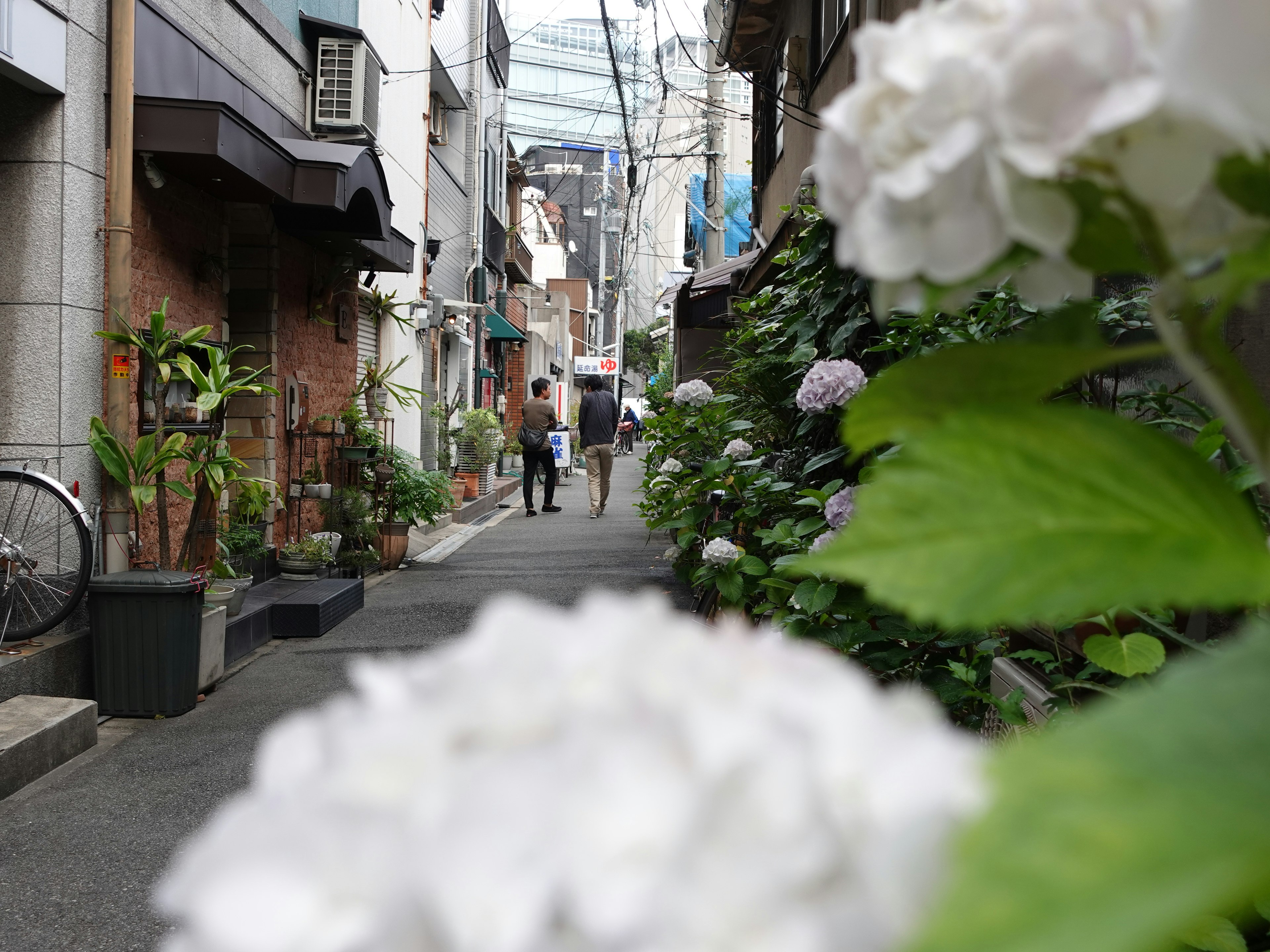 Szene einer engen Gasse mit weißen Blumen im Vordergrund und Menschen, die gehen