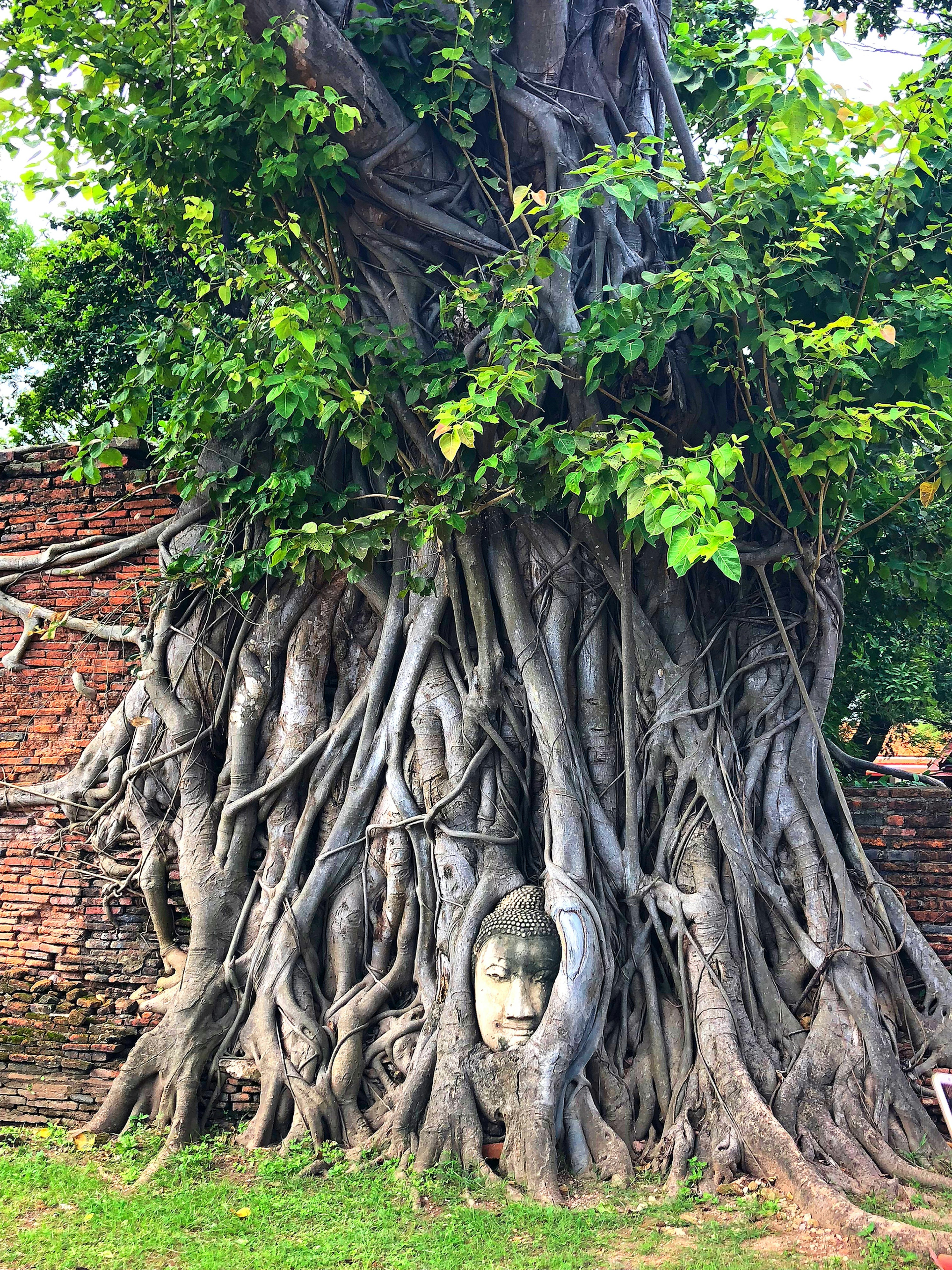 ต้นไม้ขนาดใหญ่พันกับกำแพงอิฐโบราณที่มีใบหน้าของพระพุทธรูปฝังอยู่