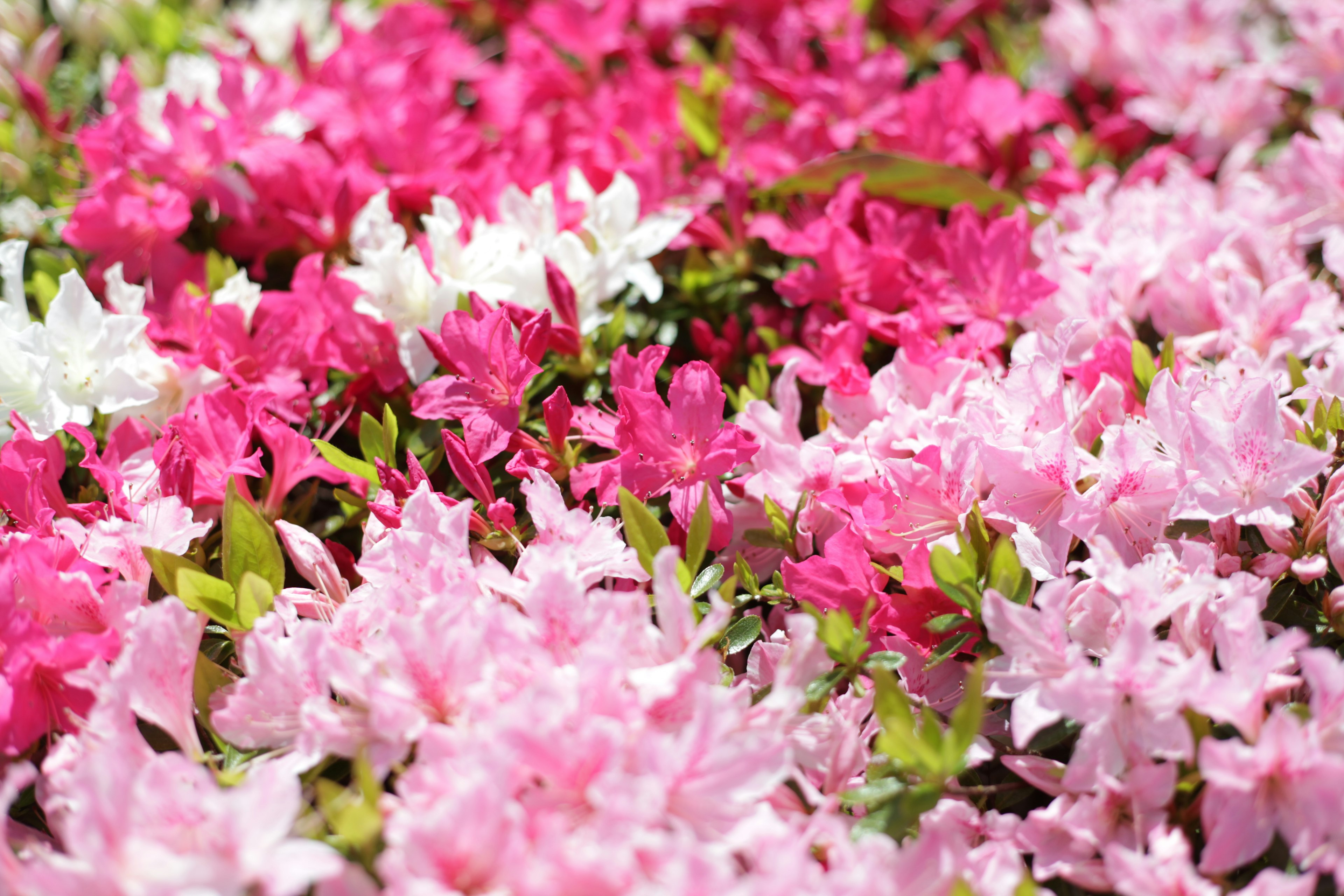 Fiori di azalea vibranti in tonalità di rosa e bianco