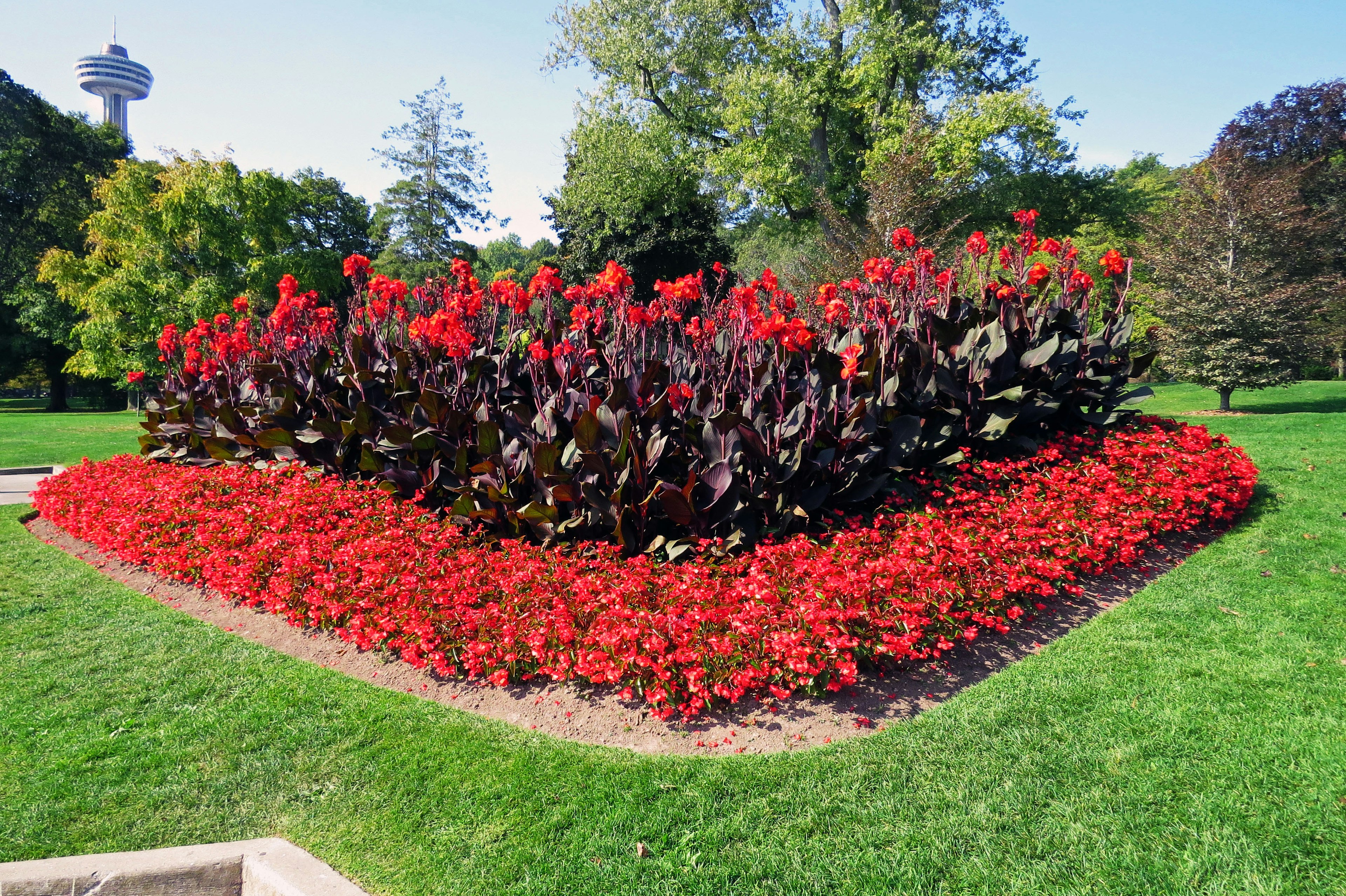 Hermoso paisaje con flores rojas y césped verde