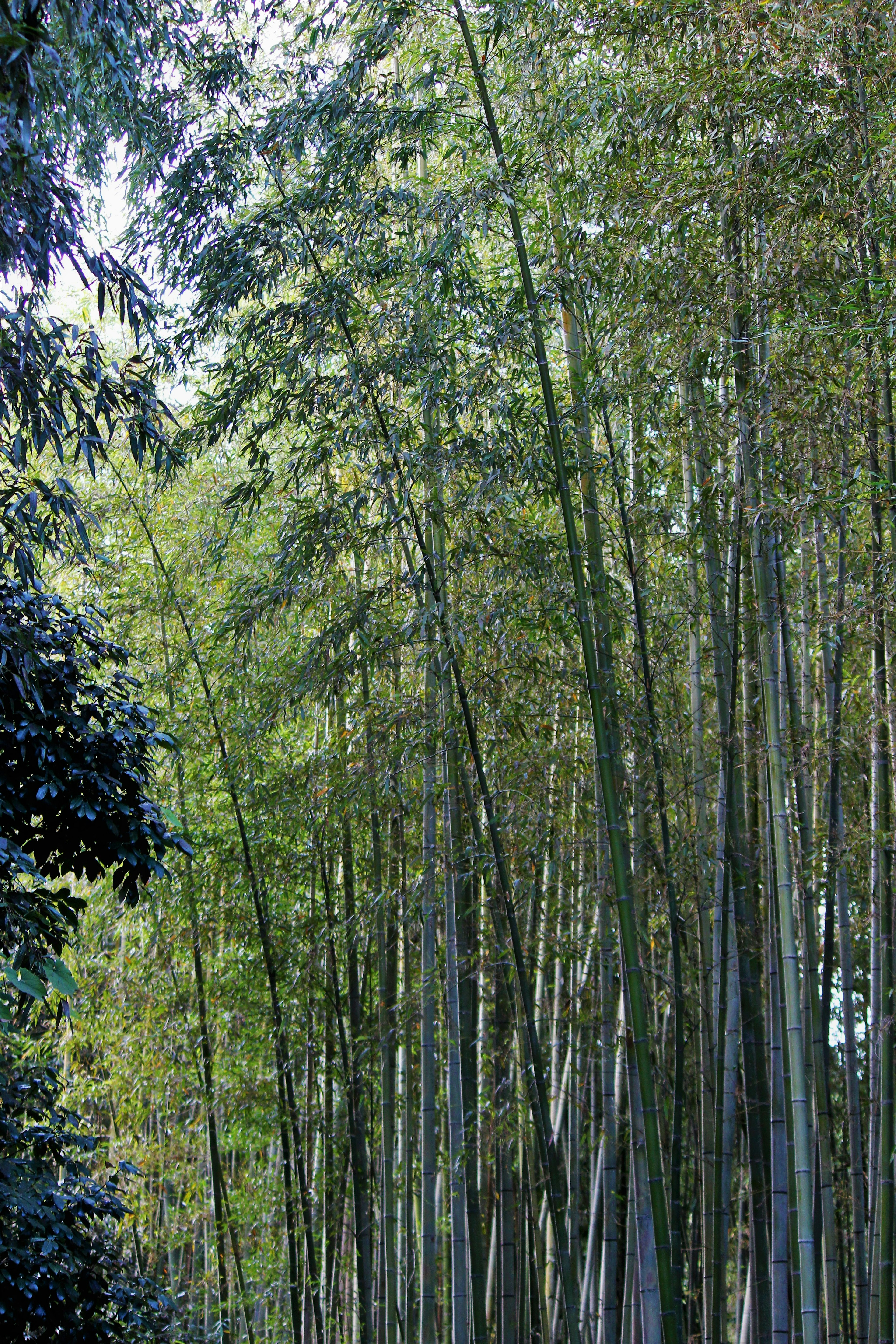 Hutan bambu subur dengan batang bambu tinggi dan daun