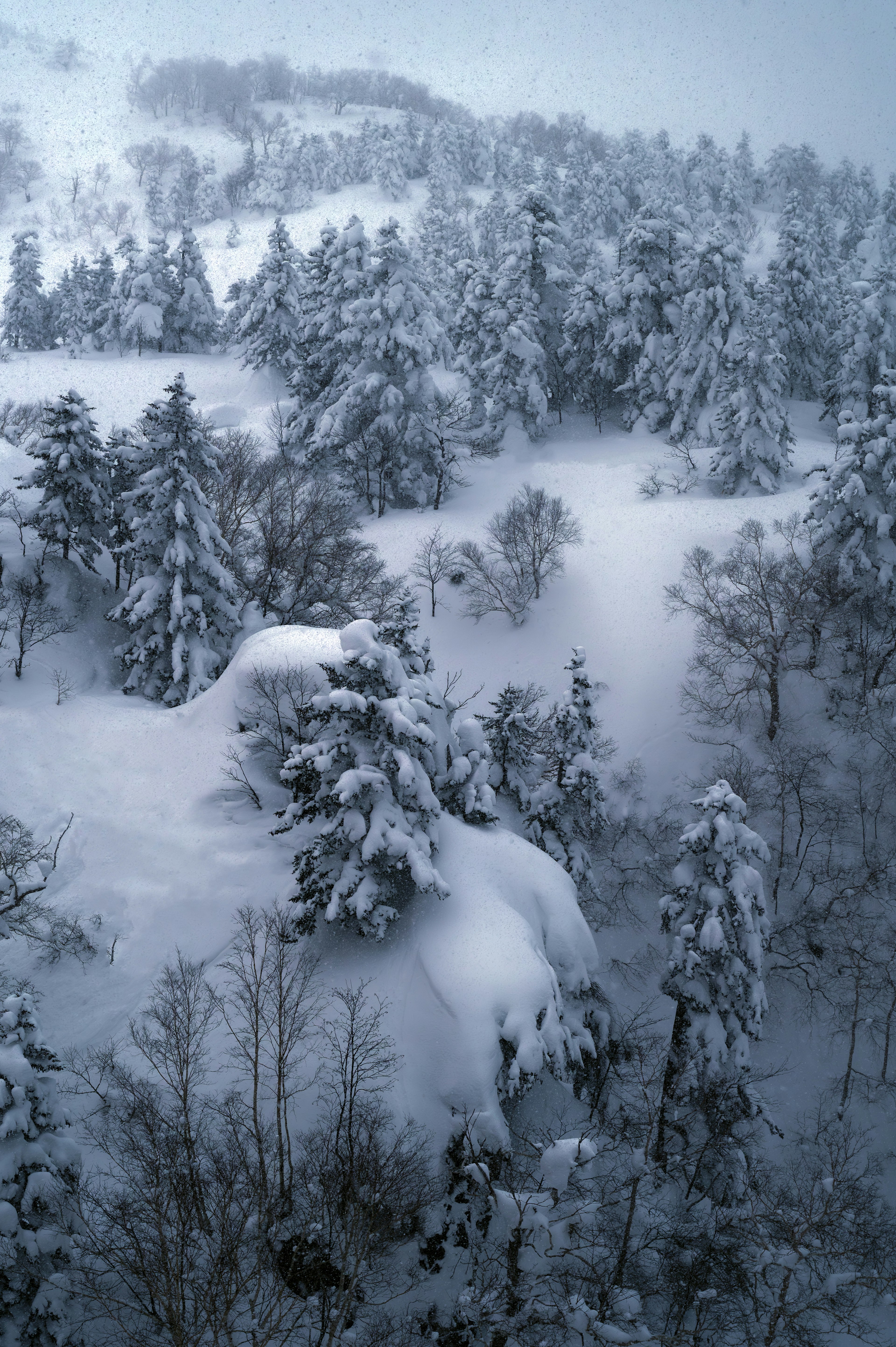 Paysage enneigé avec des arbres dans des tons bleus froids