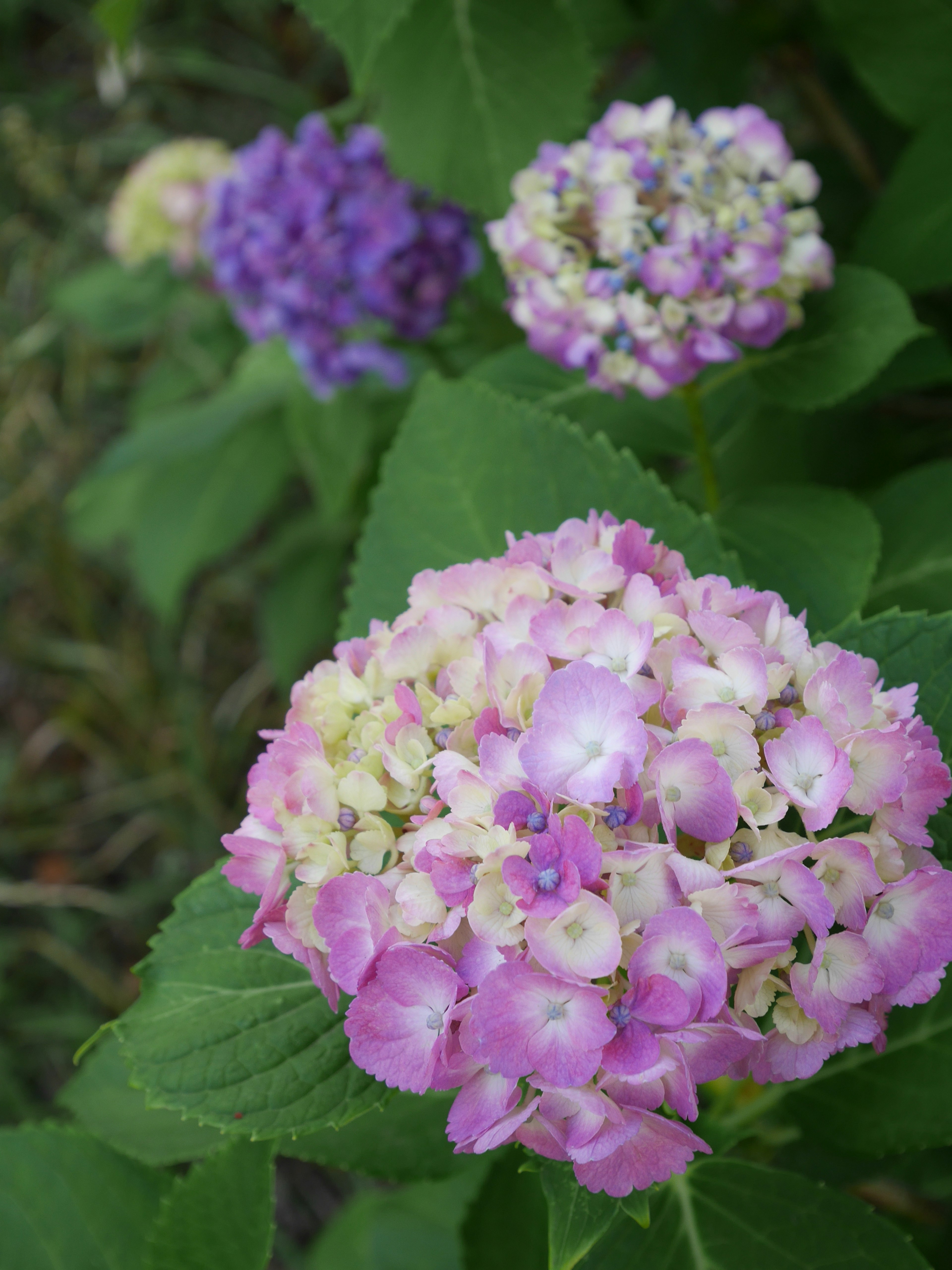 Pink and purple hydrangea flowers among green leaves