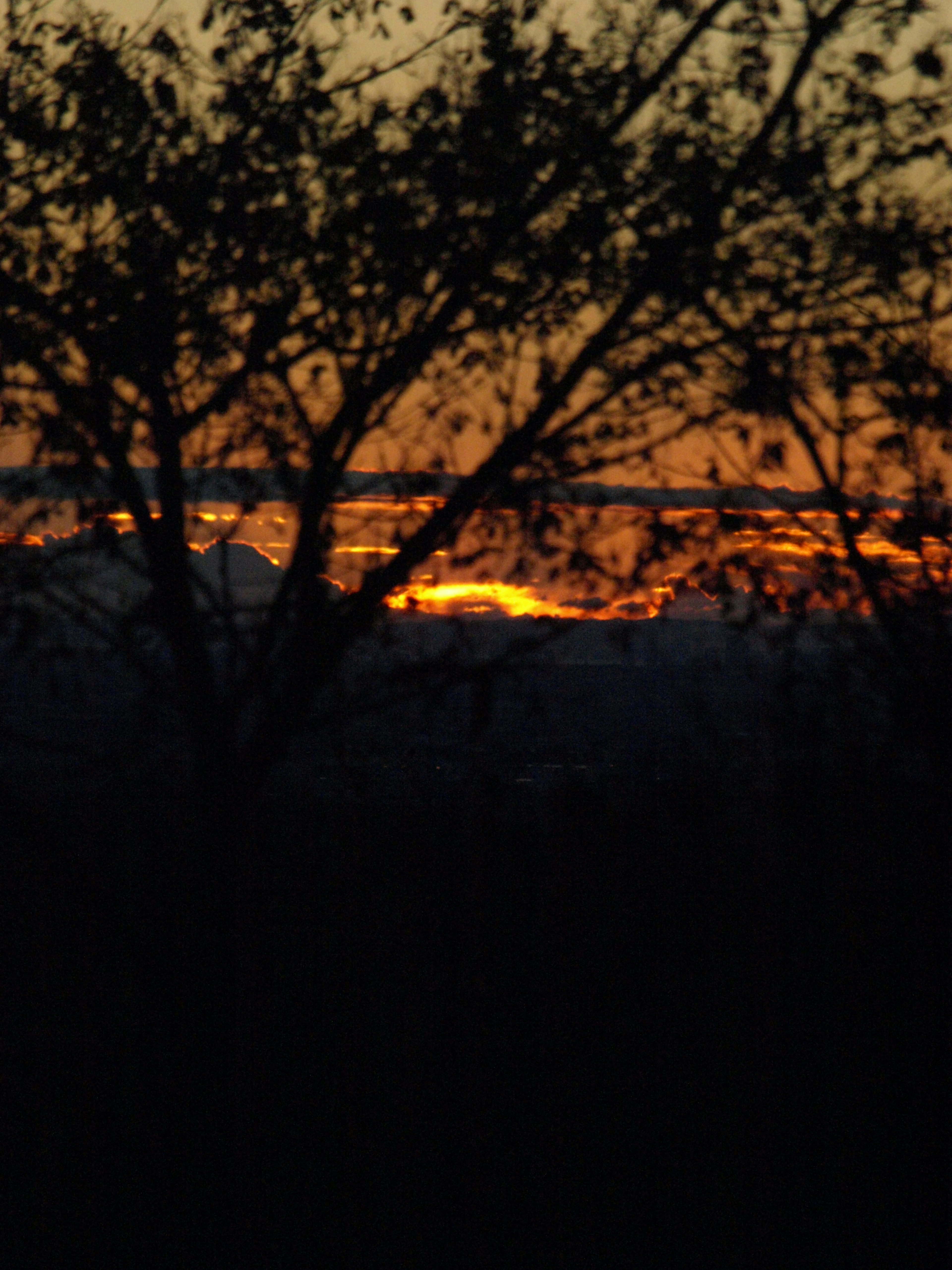 Silhouette di alberi contro uno sfondo di tramonto