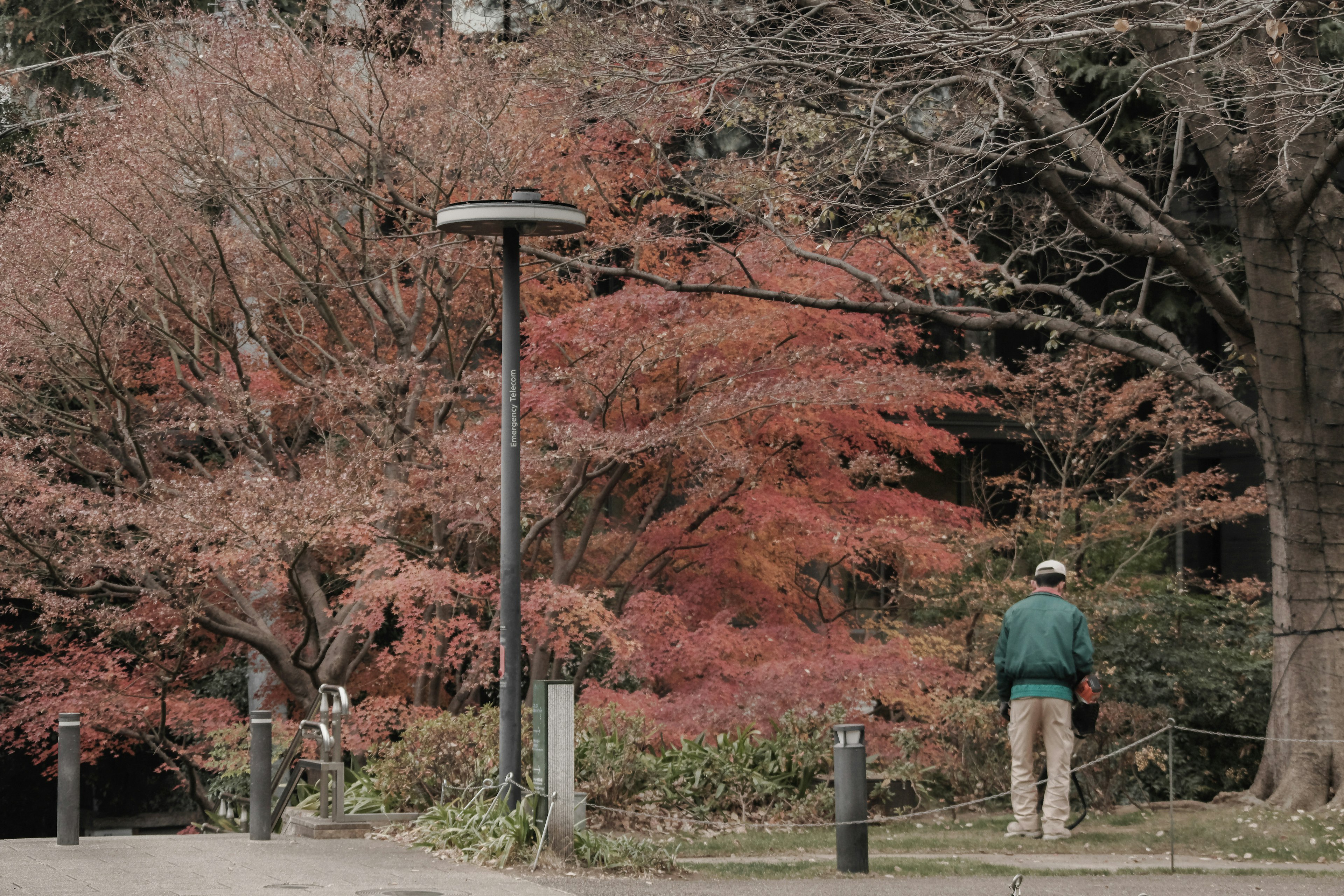 公園で紅葉の木の前に立っている男性