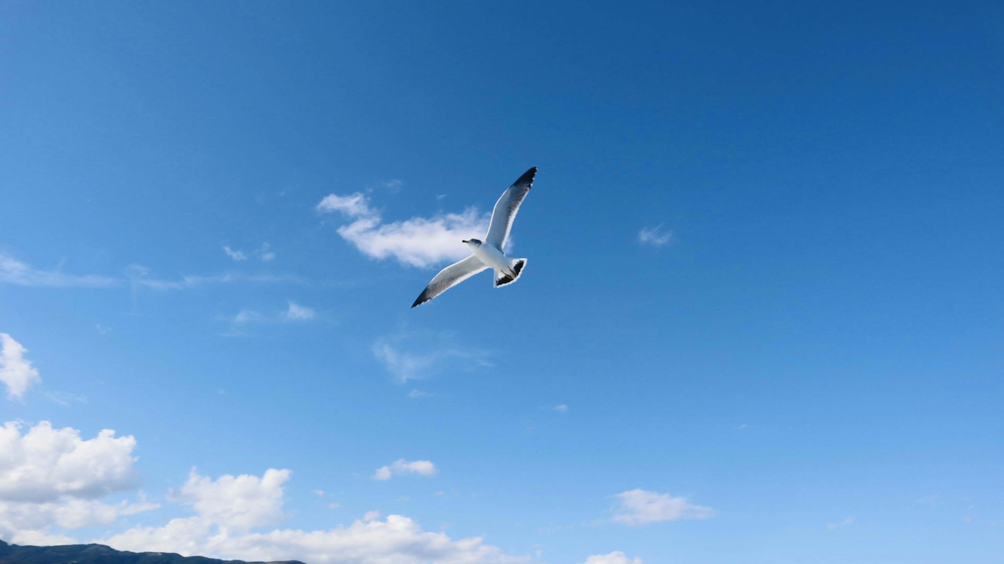 Seekor burung camar putih terbang di latar langit biru