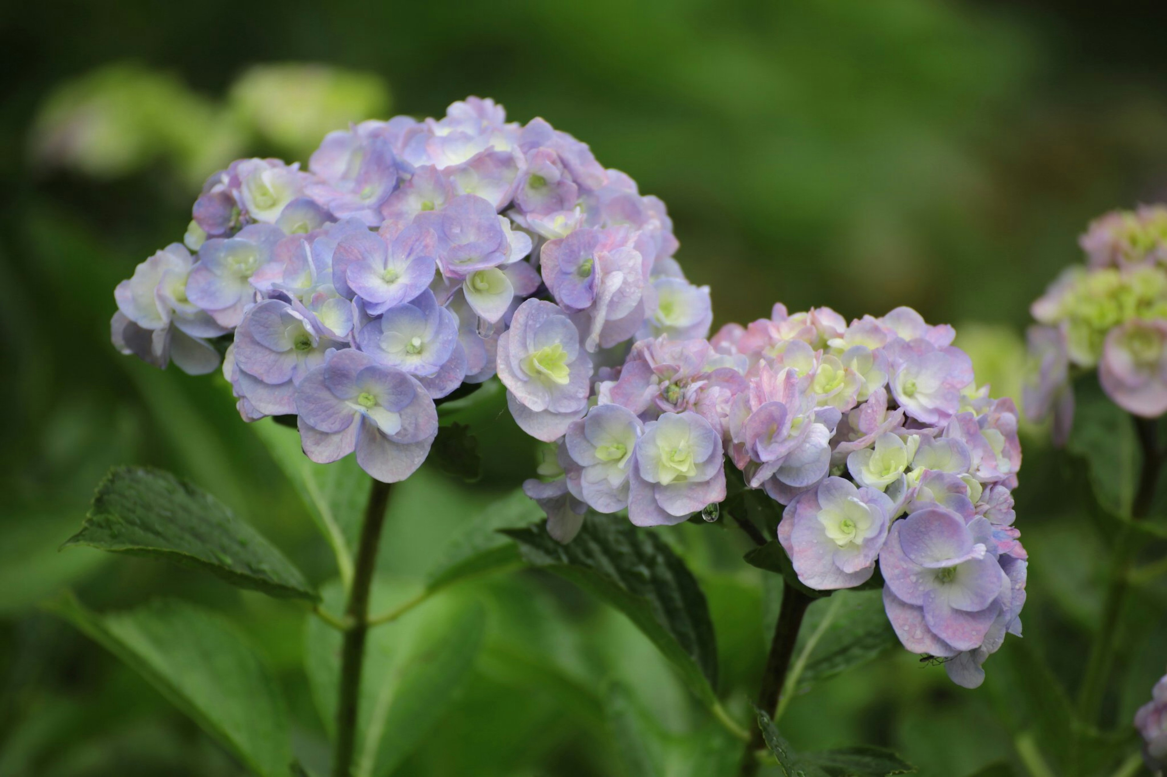 Agrupaciones de flores moradas y azules en un jardín