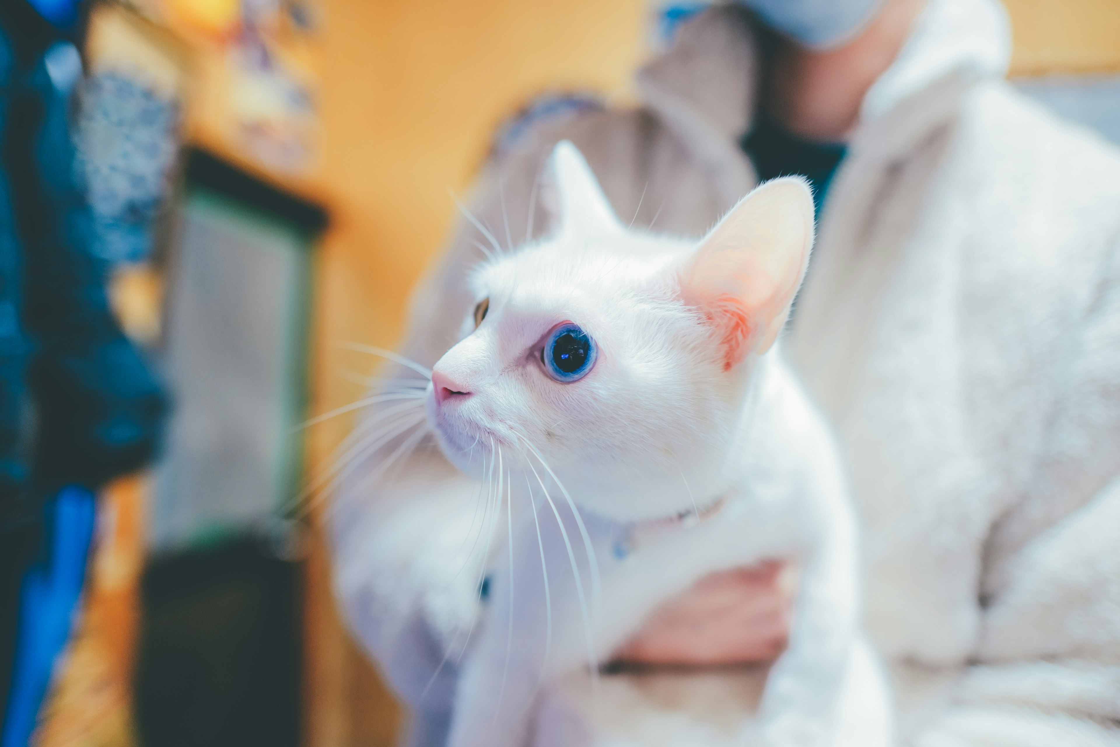 A person holding a white cat with striking blue eyes in a cat cafe