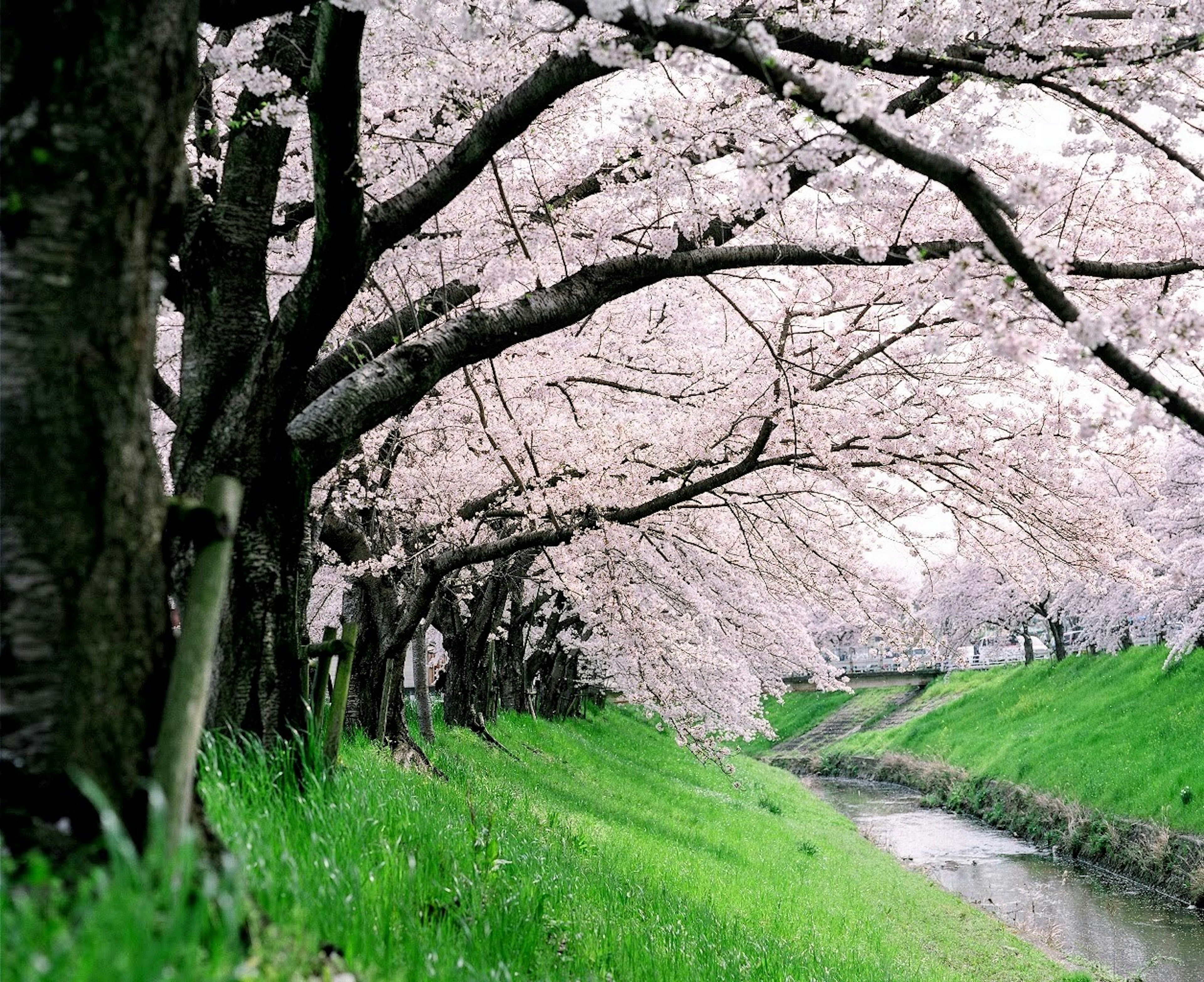 Scenic riverside view lined with cherry blossom trees