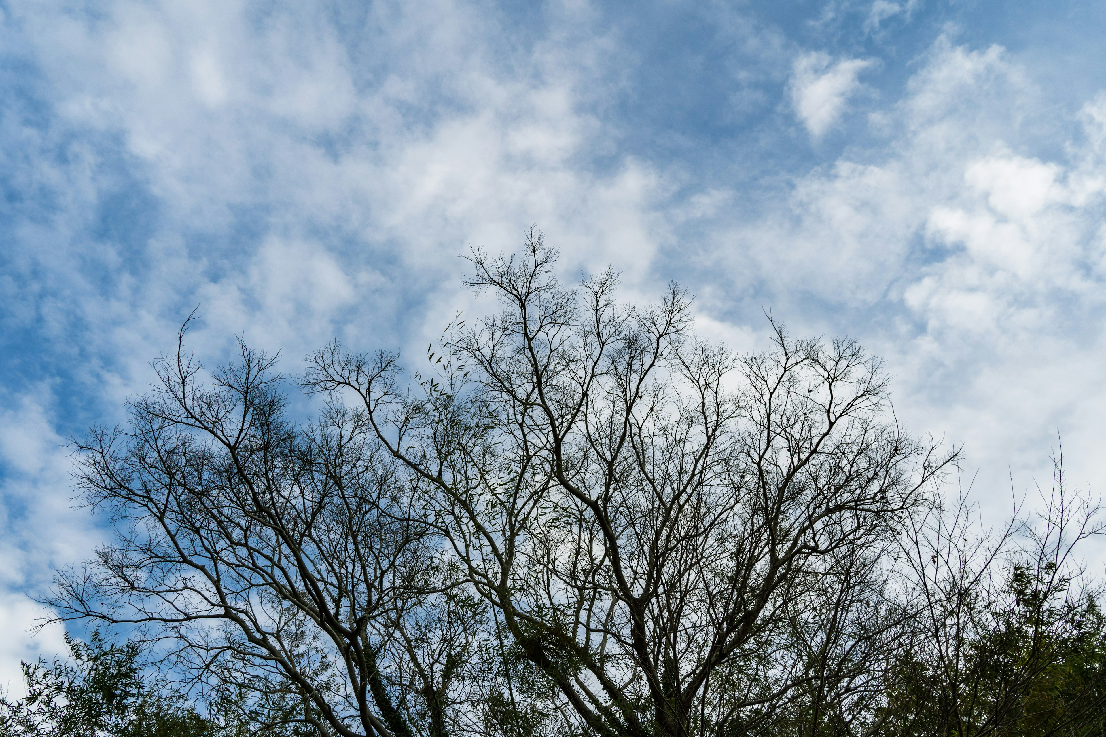 Silhouette of a tree with thin branches against a blue sky and clouds