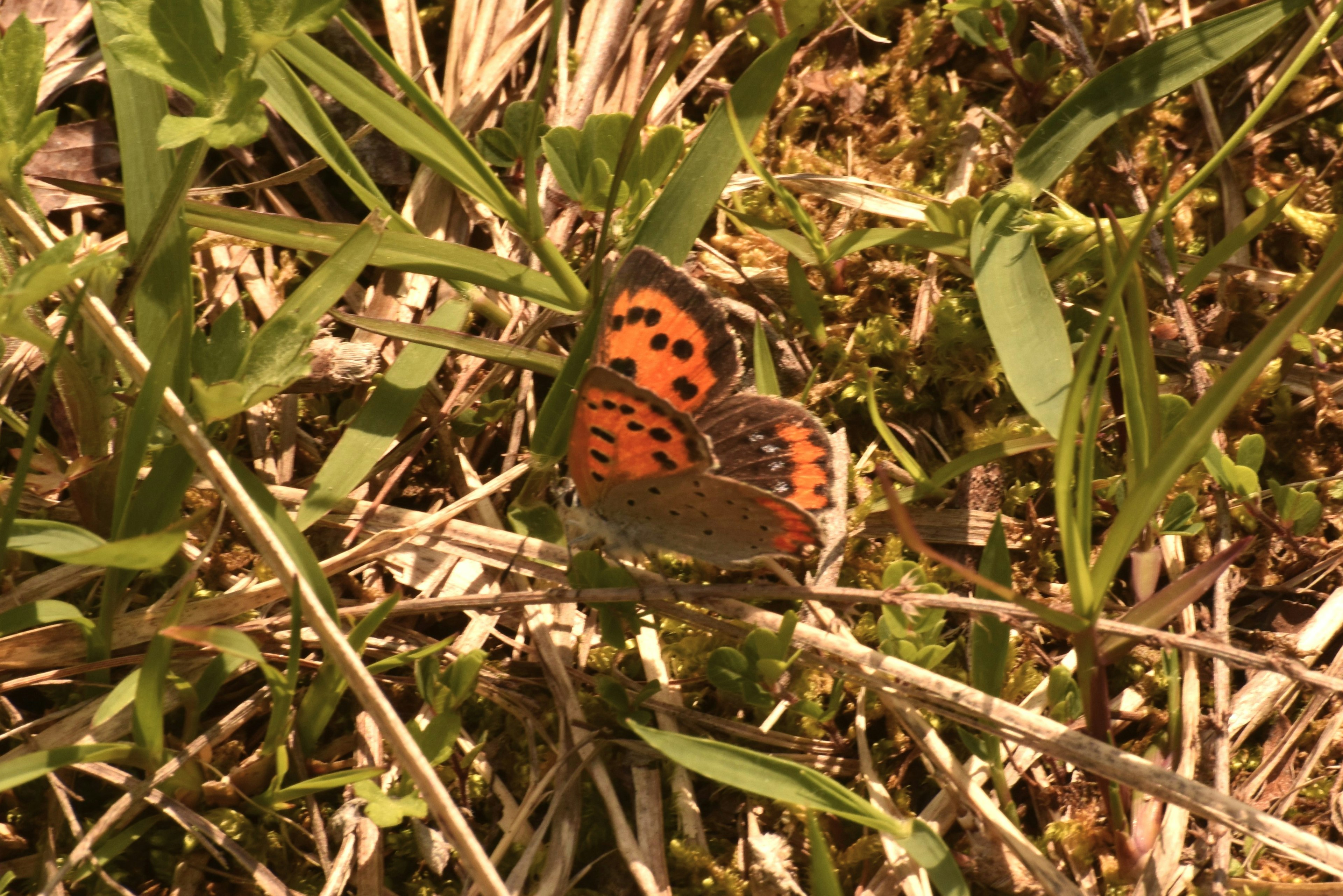 Ein kleiner Schmetterling mit orangefarbenen Flecken, der auf Gras sitzt