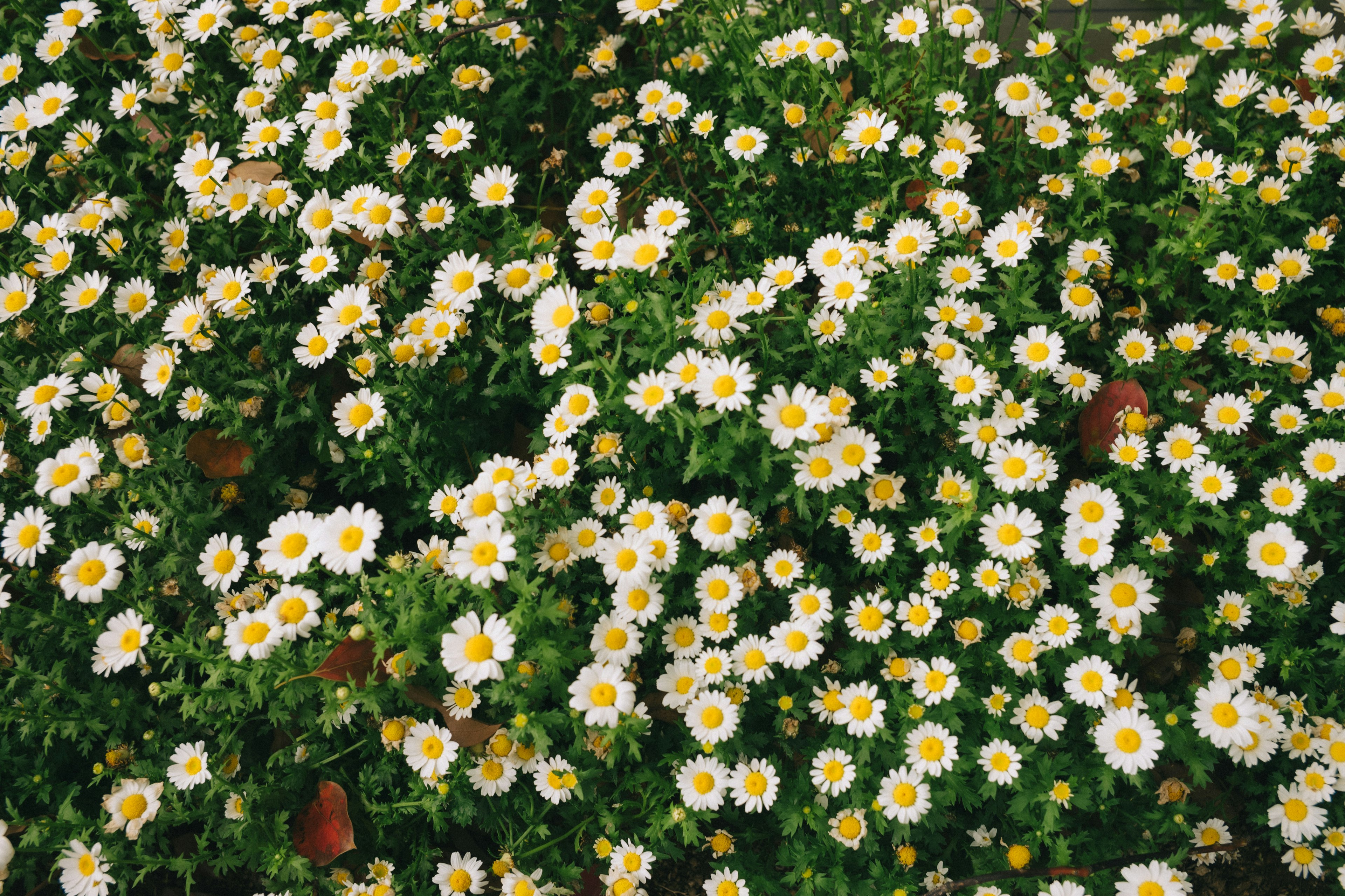 A vibrant display of white flowers with yellow centers surrounded by lush green foliage