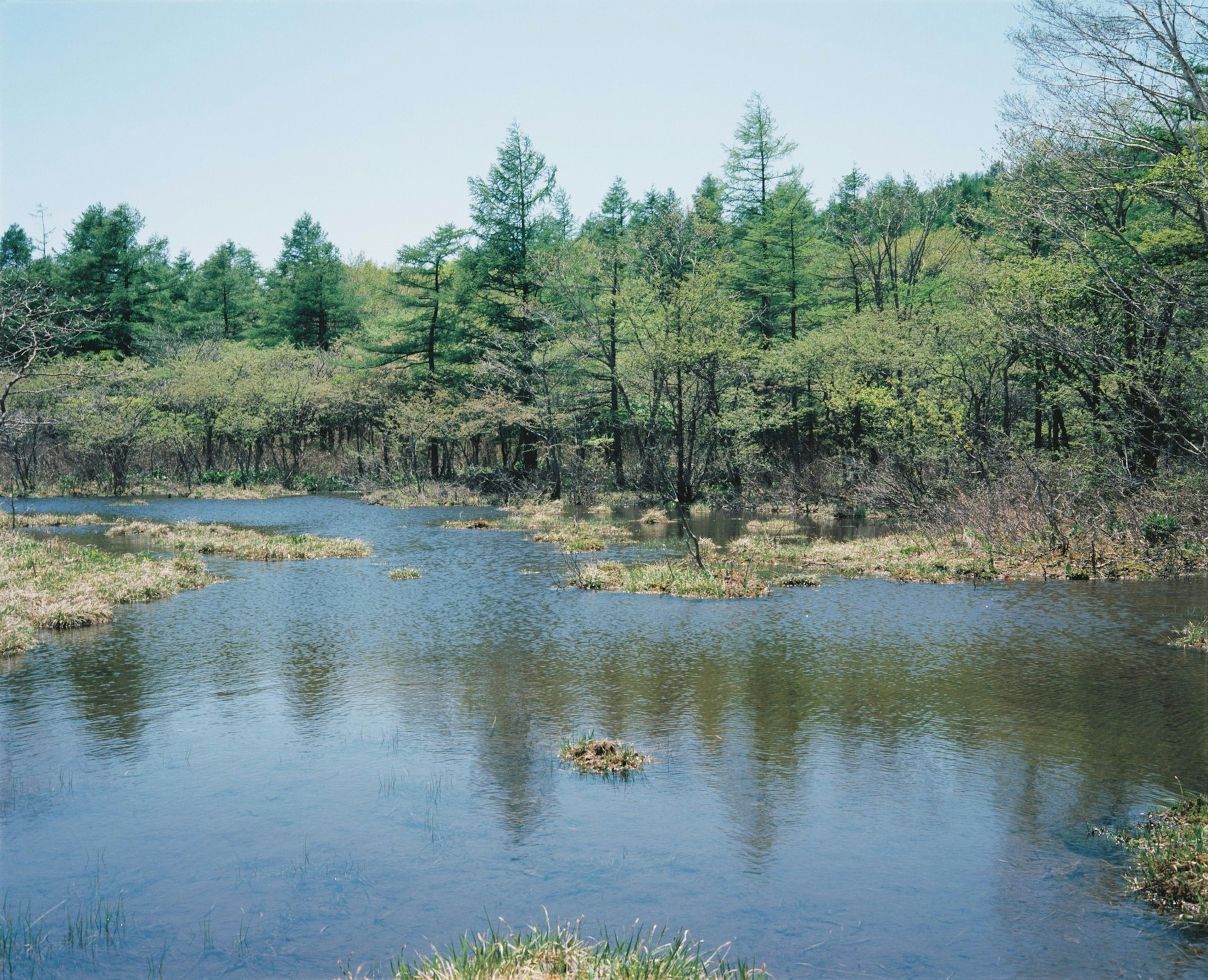 穏やかな水面と緑豊かな森の景色