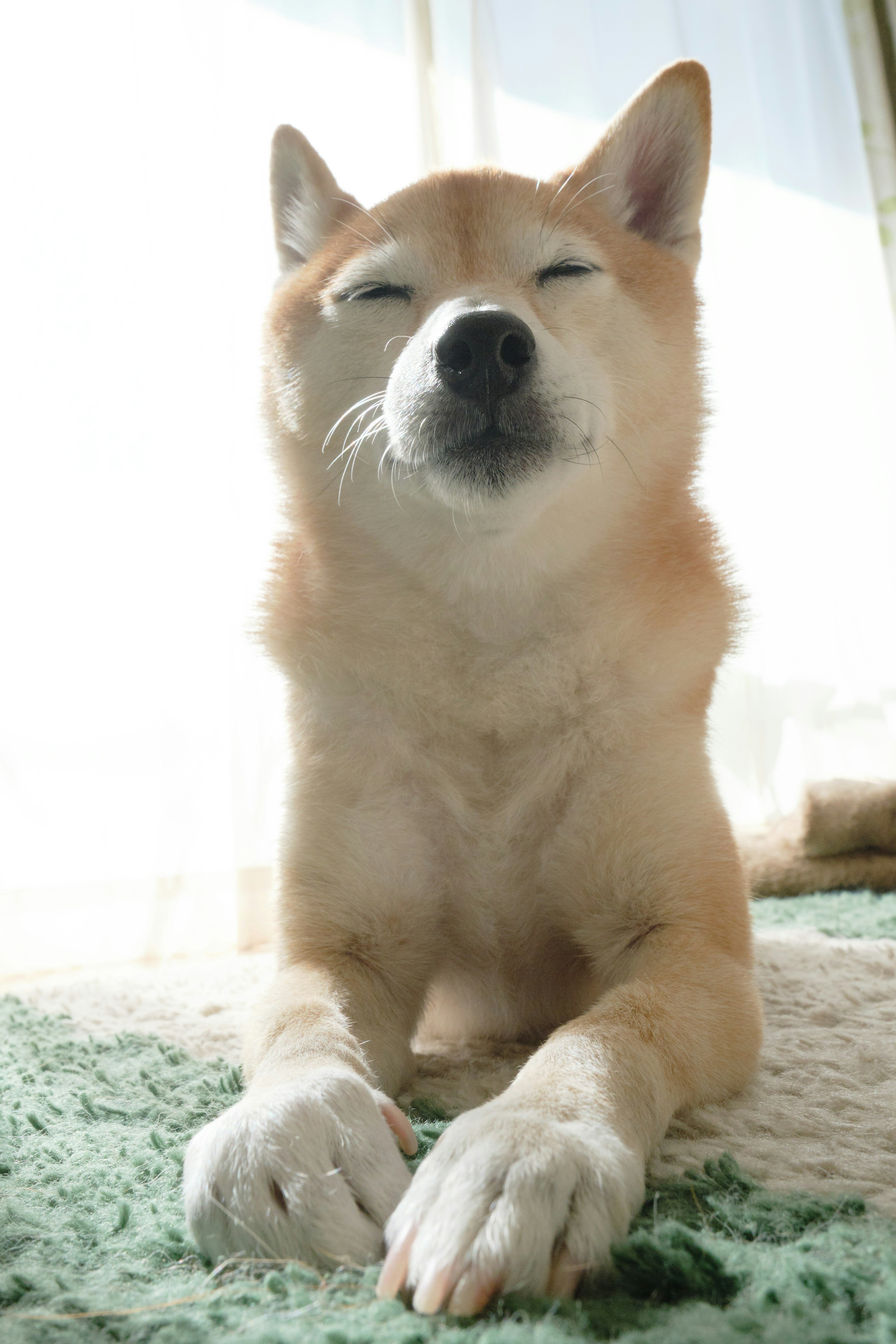 Un Shiba Inu rilassato che riposa con gli occhi chiusi