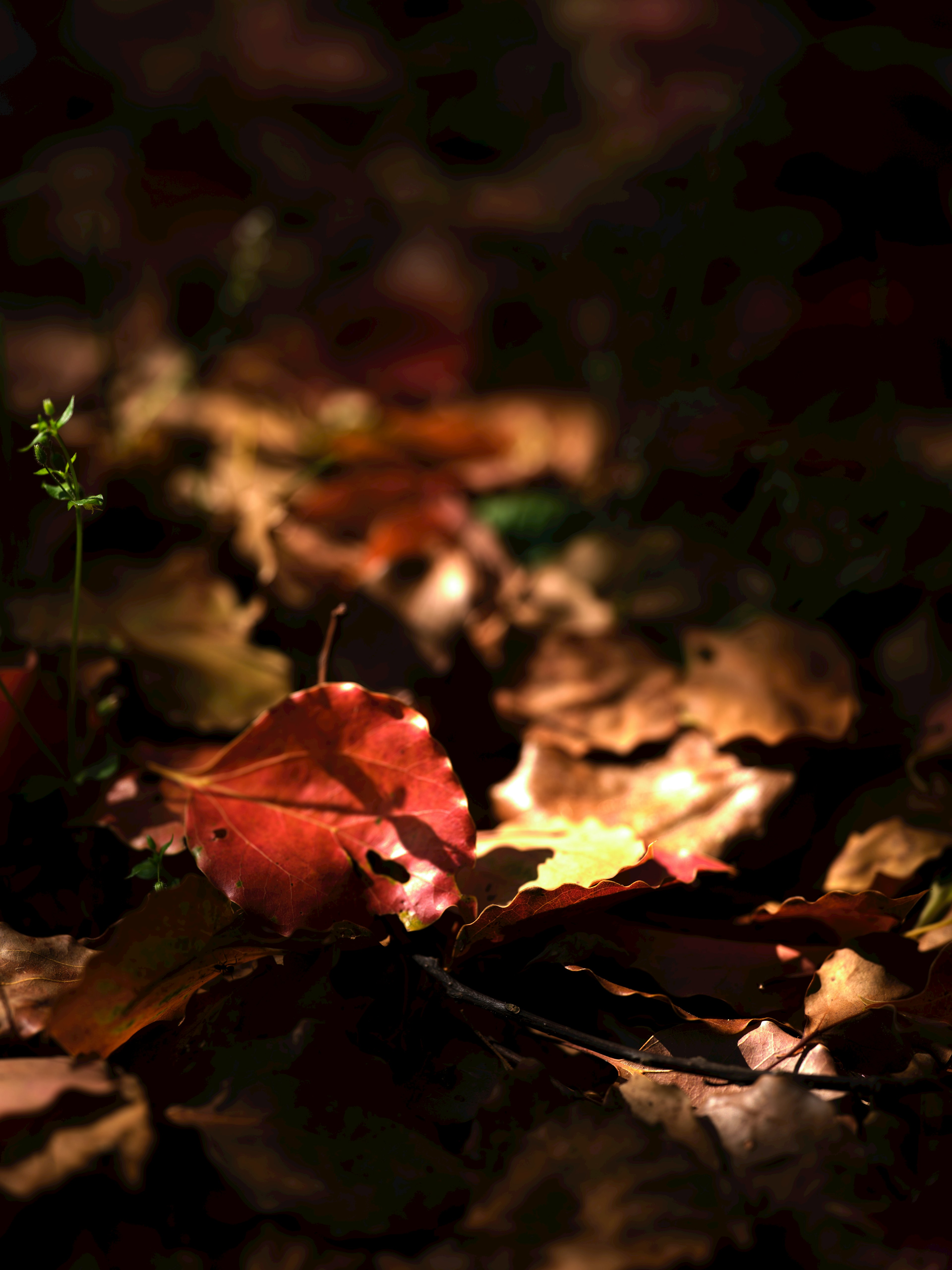 Autumn leaves on the ground featuring bright red and brown leaves scattered