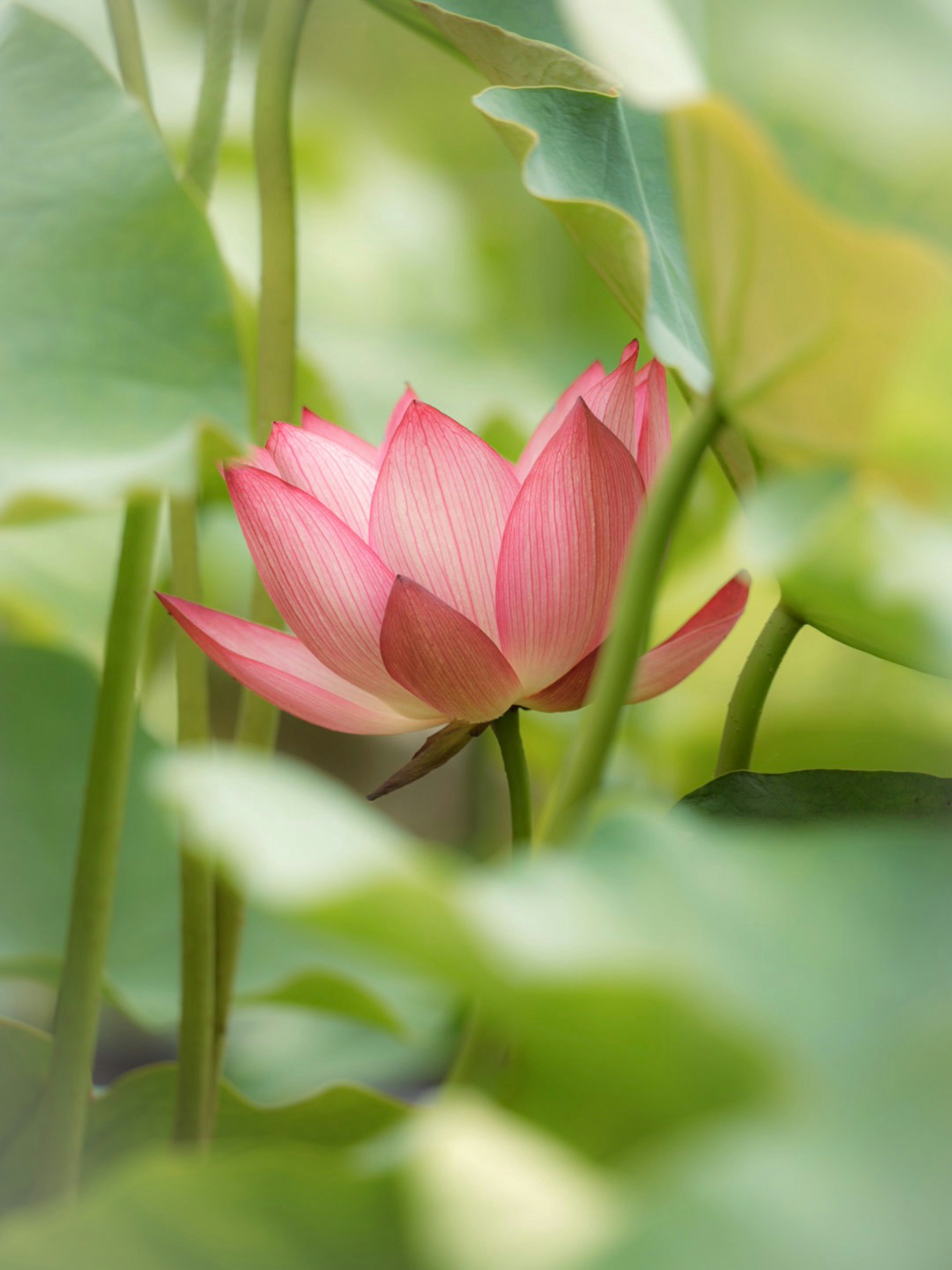 Bunga lotus pink yang indah muncul di antara daun hijau