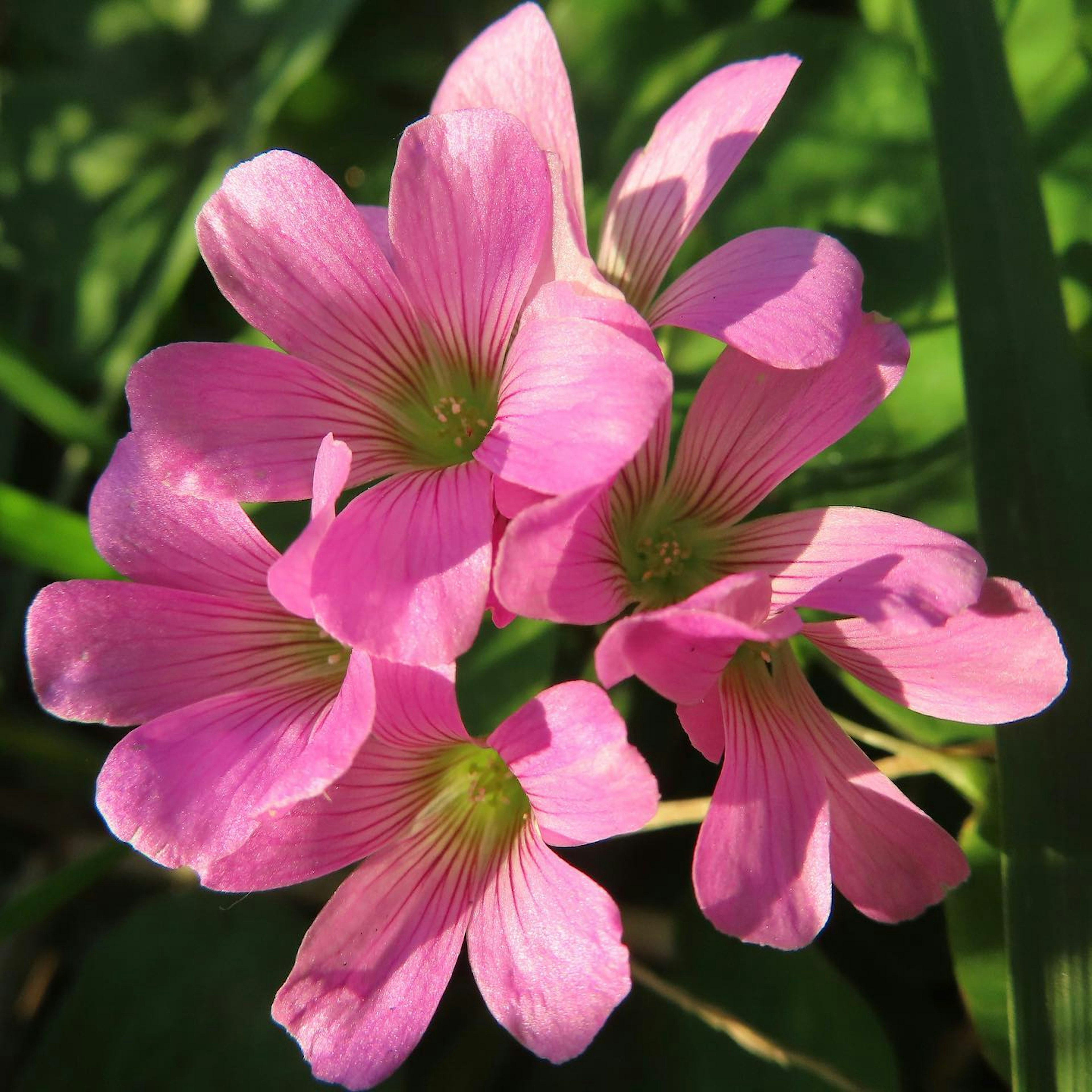 鮮やかなピンクの花が集まった画像で、緑の葉に囲まれている