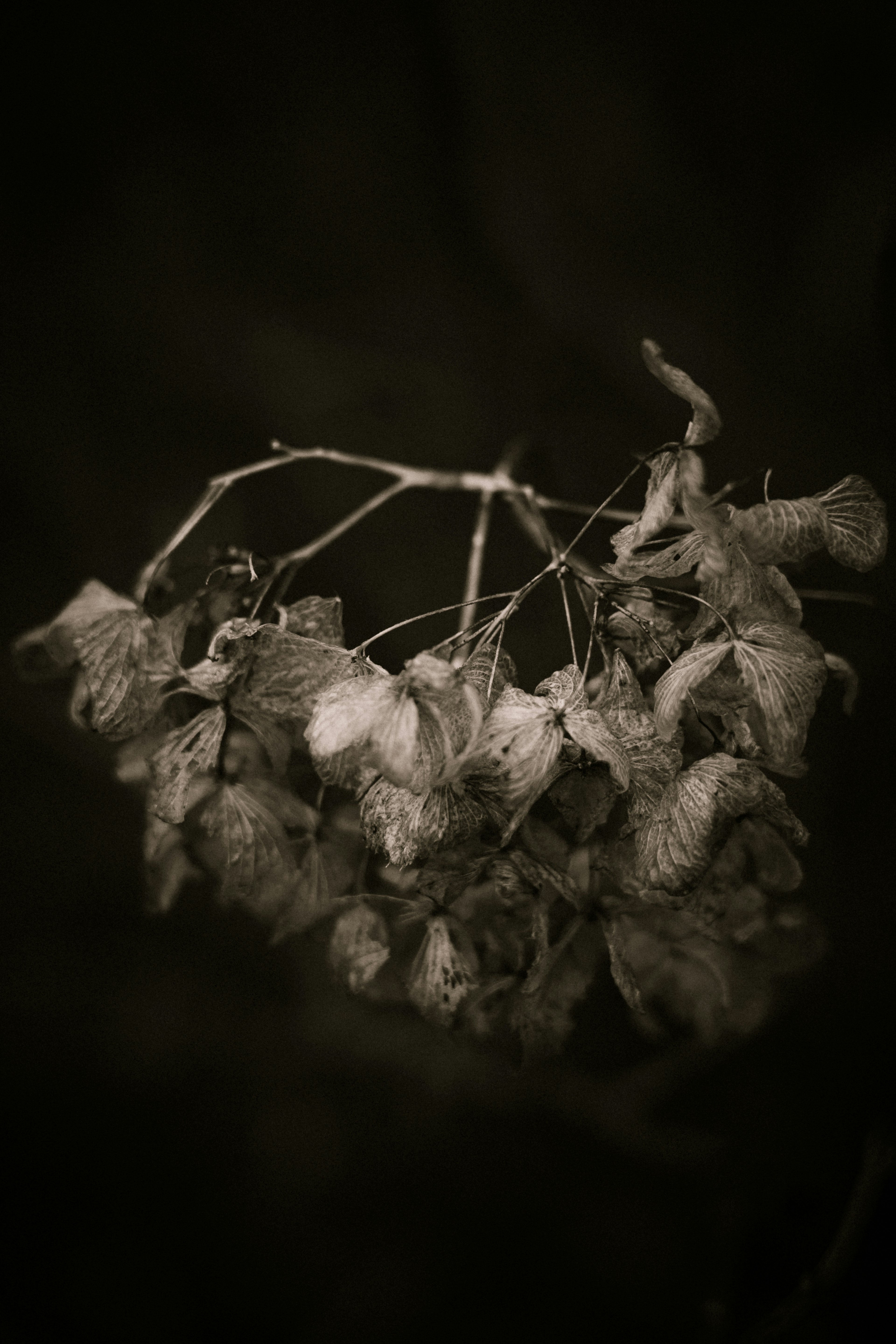 Close-up image of a cluster of dried leaves on a branch