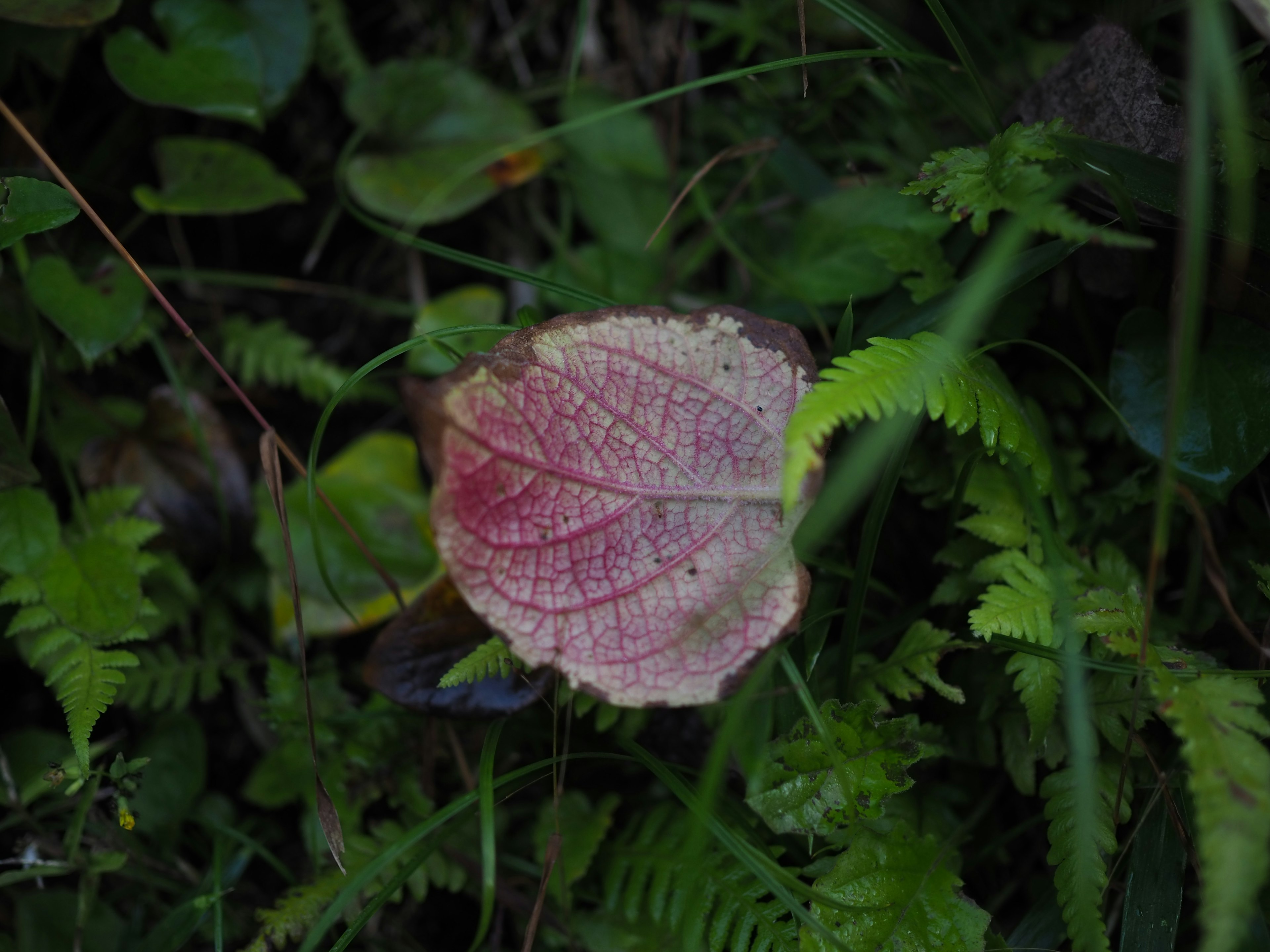 Feuille rouge nichée parmi l'herbe verte et les fougères