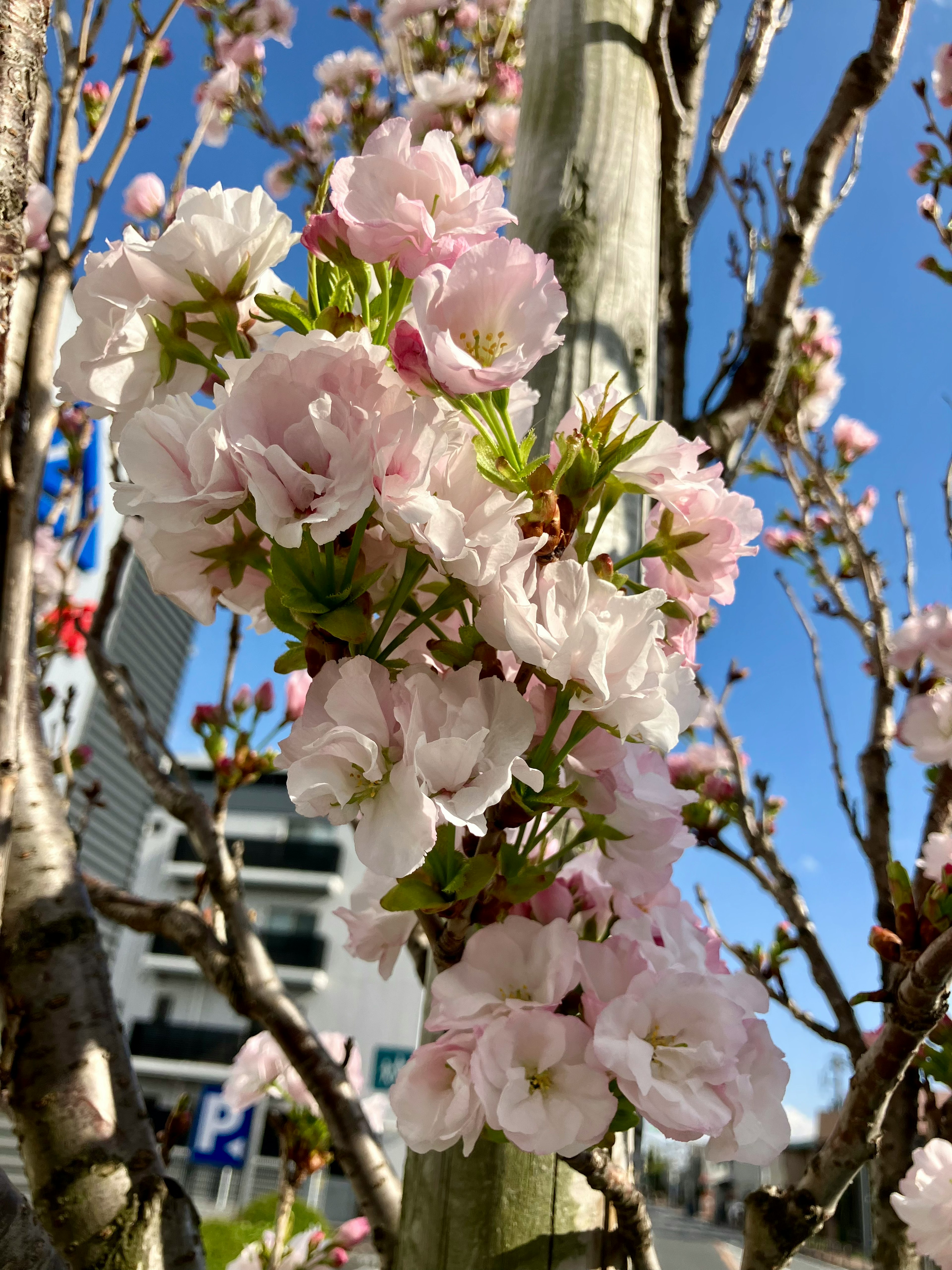 桜の花が咲いている木の枝と青い空