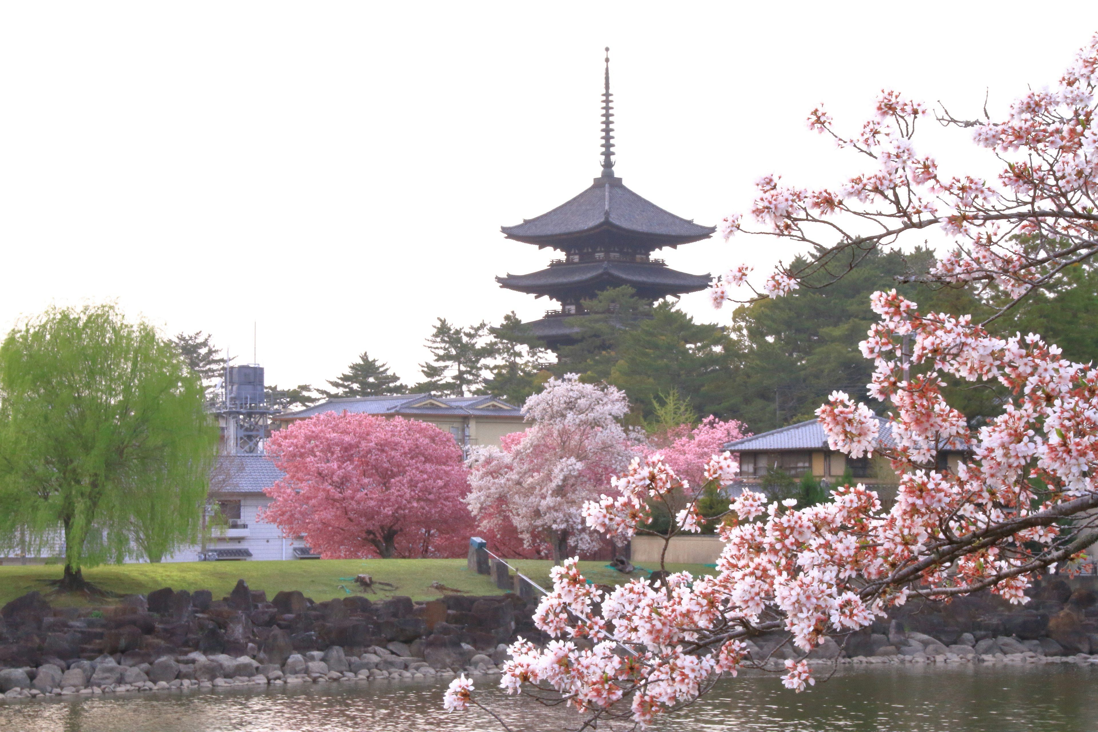 Pemandangan indah bunga sakura dengan pagoda