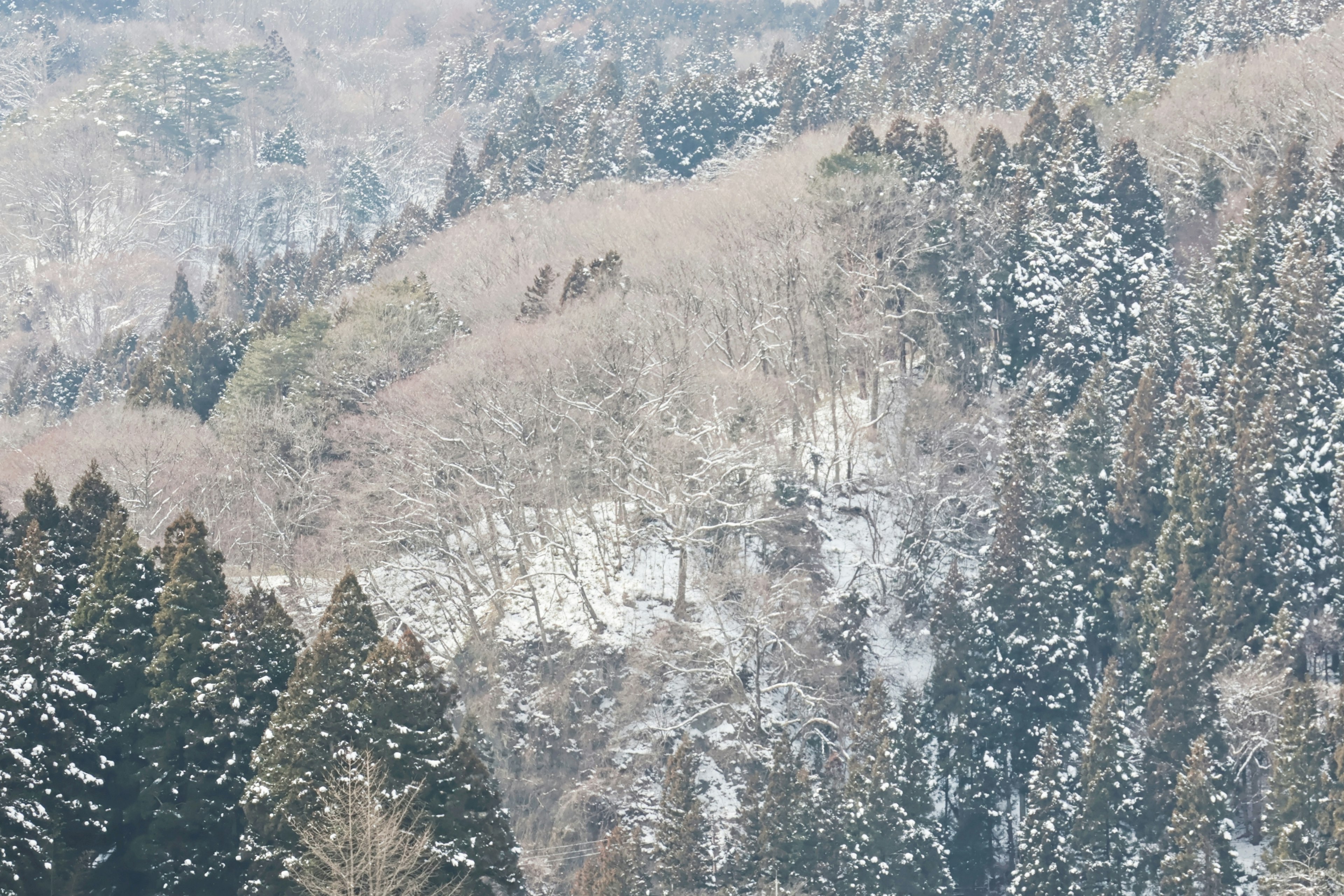 Paesaggio di montagne e alberi coperti di neve