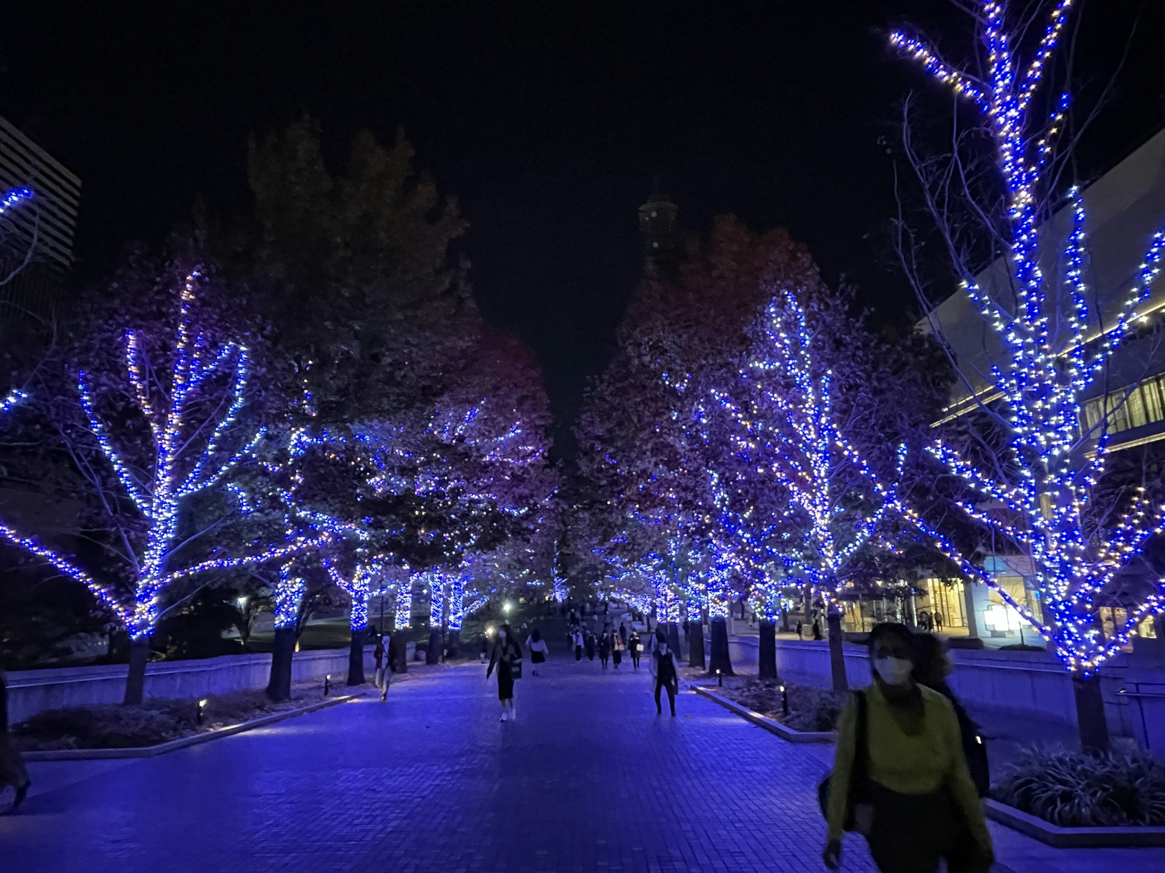 Pathway lined with trees adorned in blue lights at night