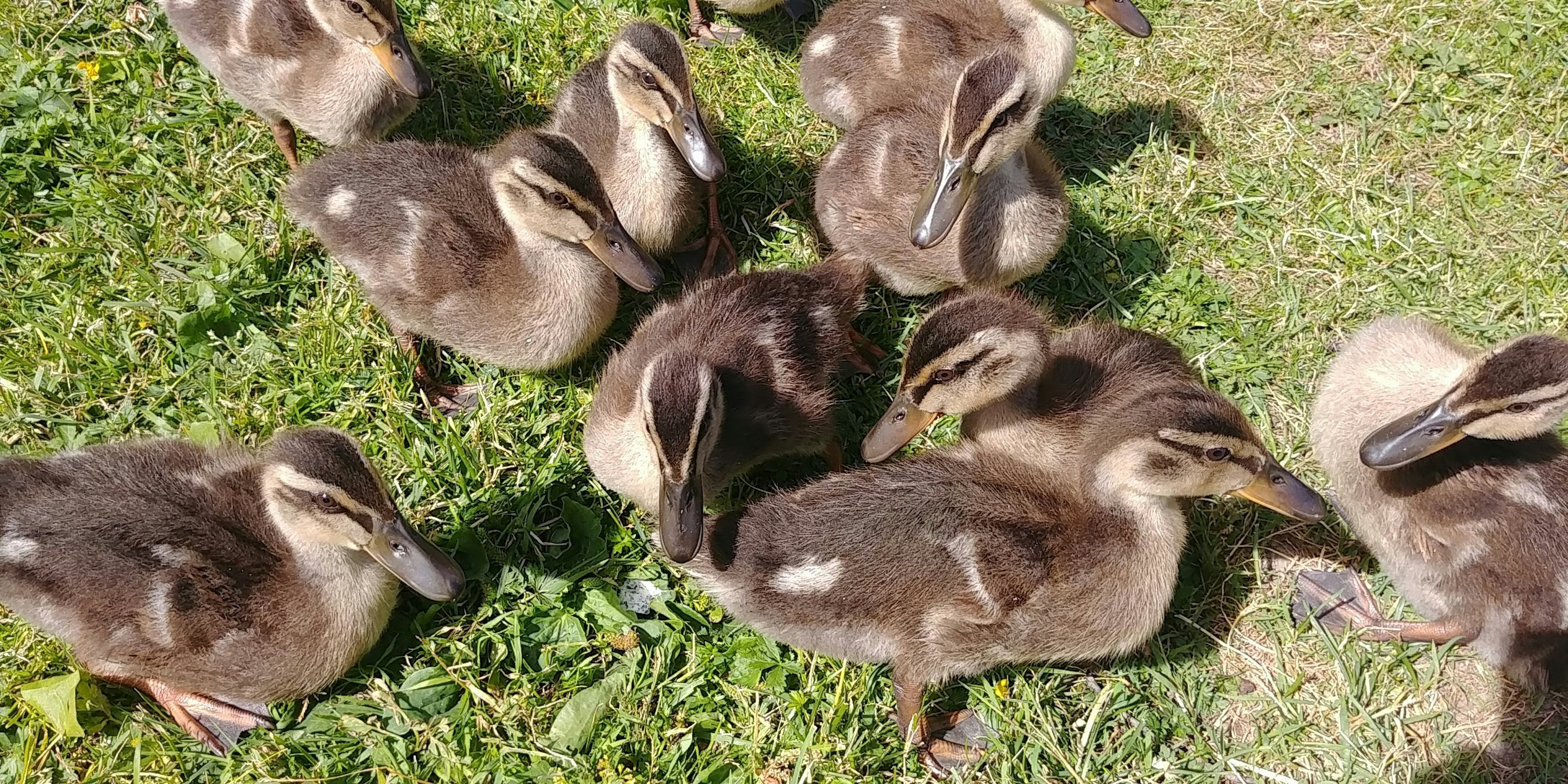 Eine Gruppe von Entenküken, die auf grünem Gras ruhen