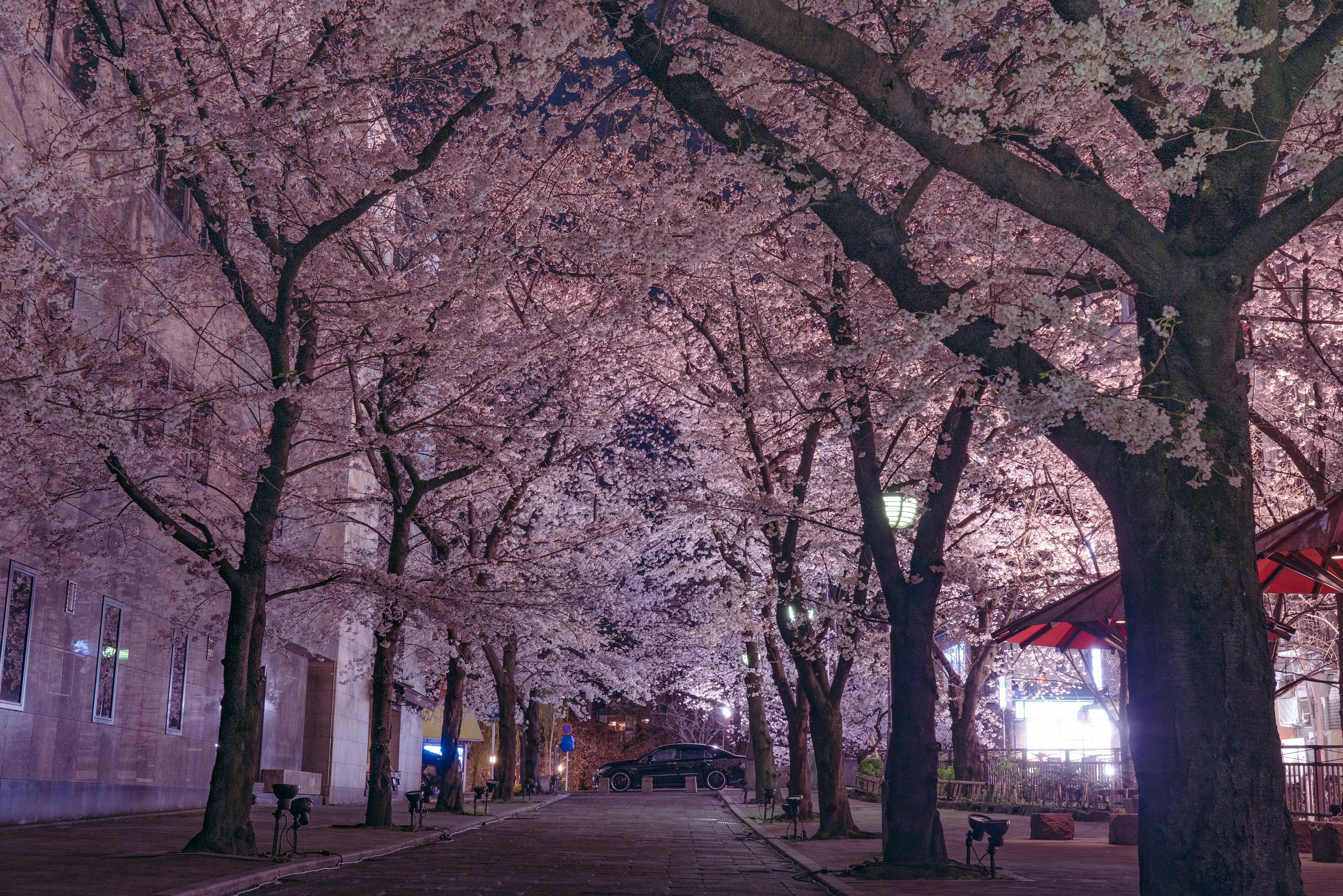 夜の桜並木の通りが幻想的に照らされている