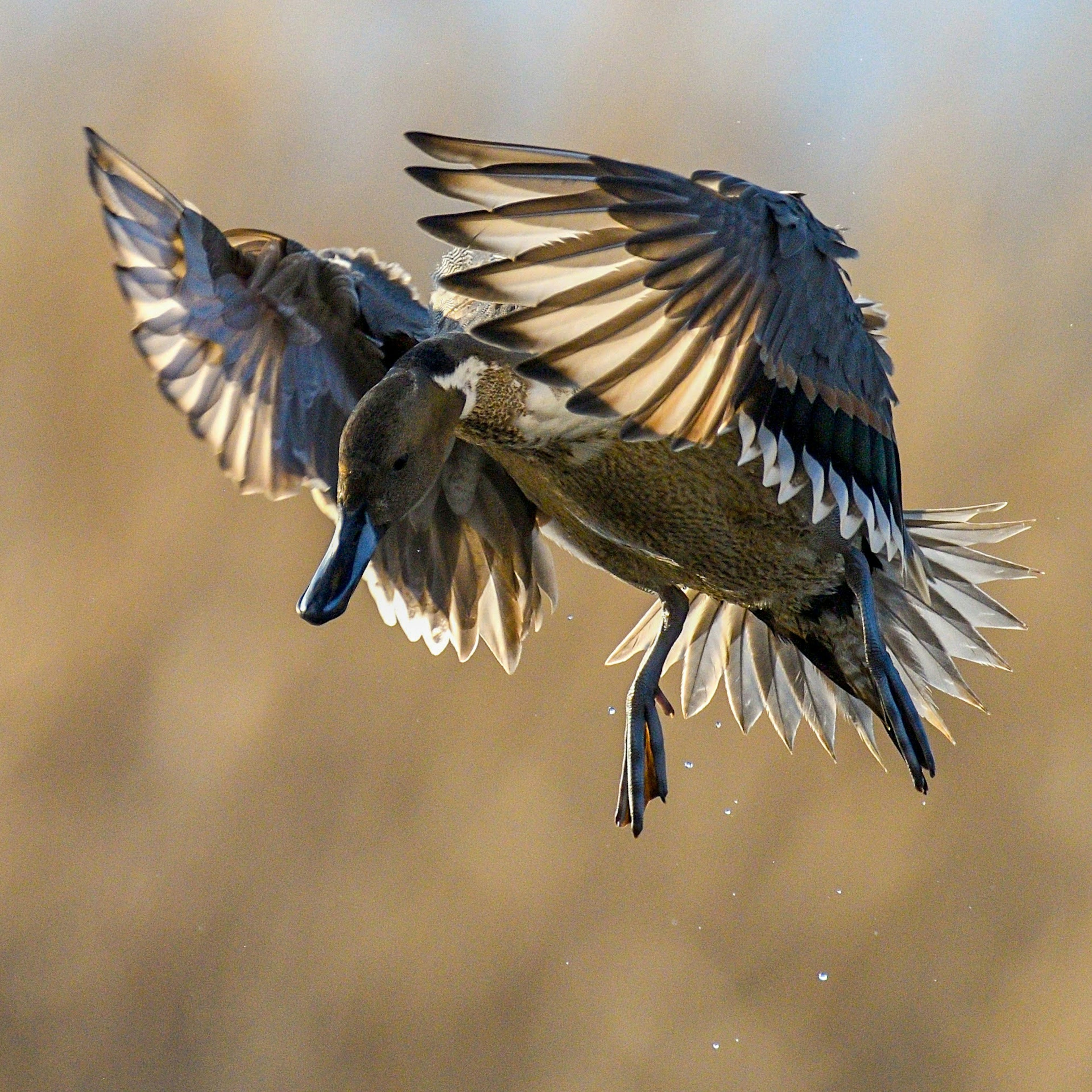 Dynamic pose of a bird in mid-flight