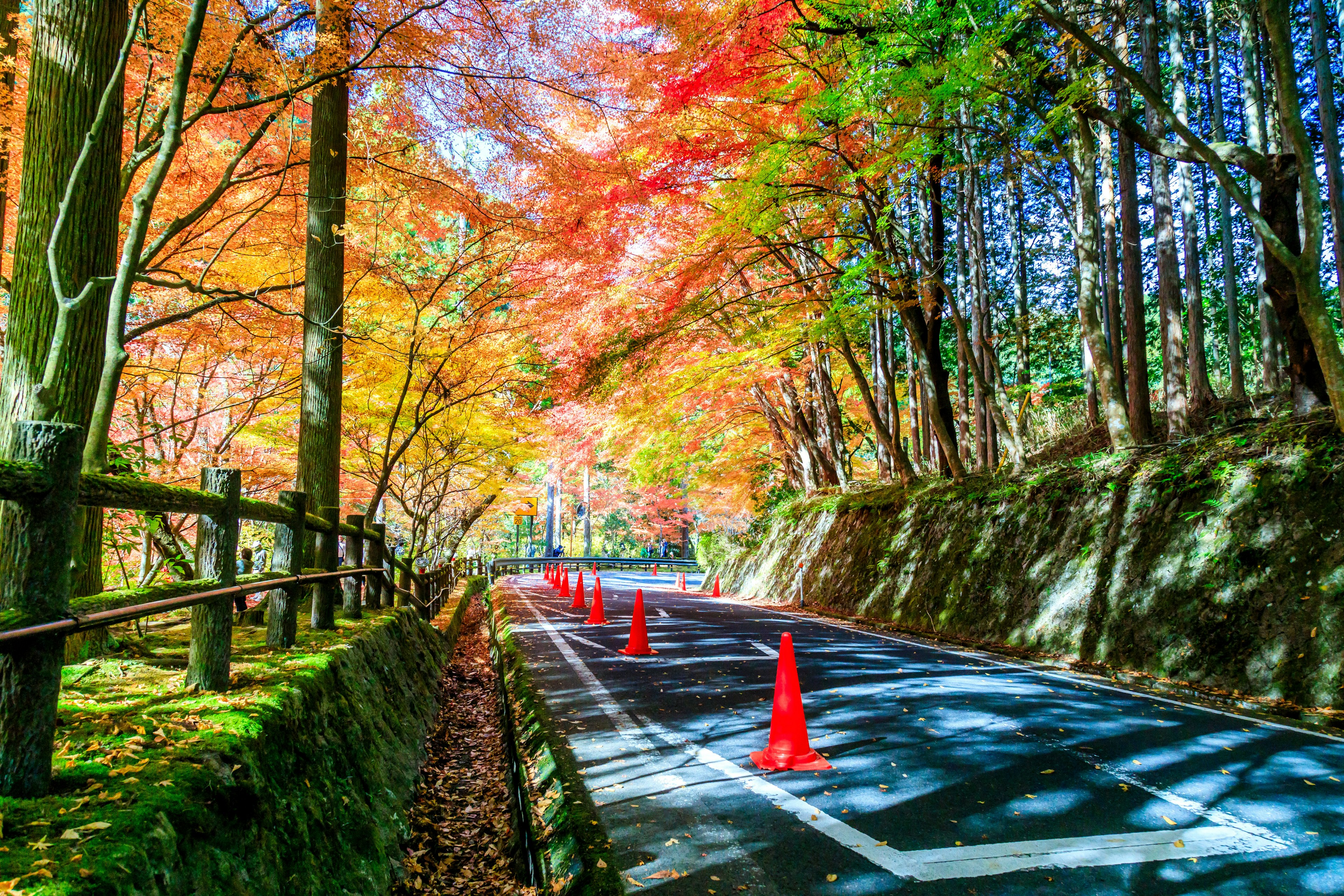 A road surrounded by colorful autumn leaves and traffic cones