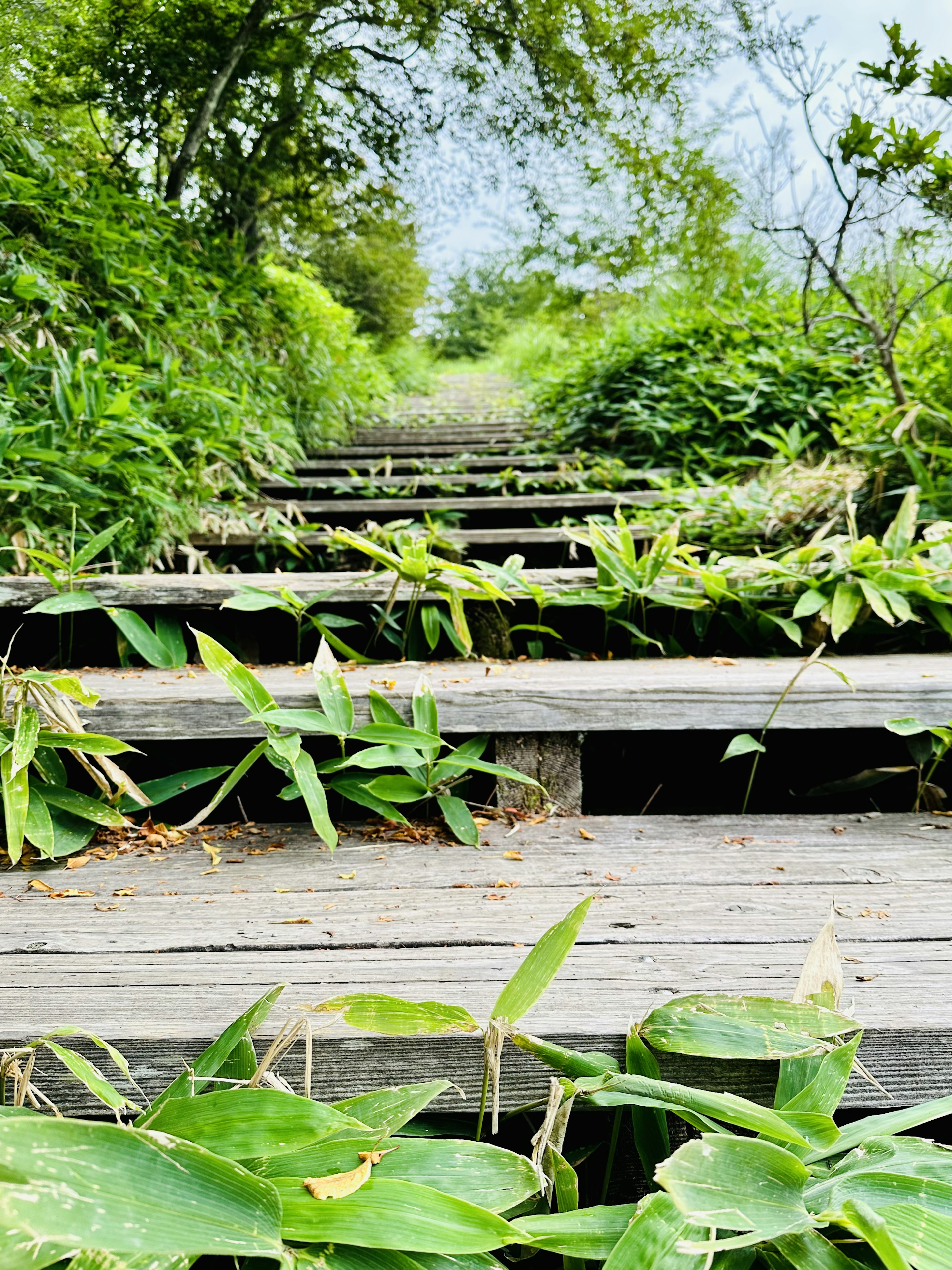 緑の植物に覆われた木製の階段が続く風景