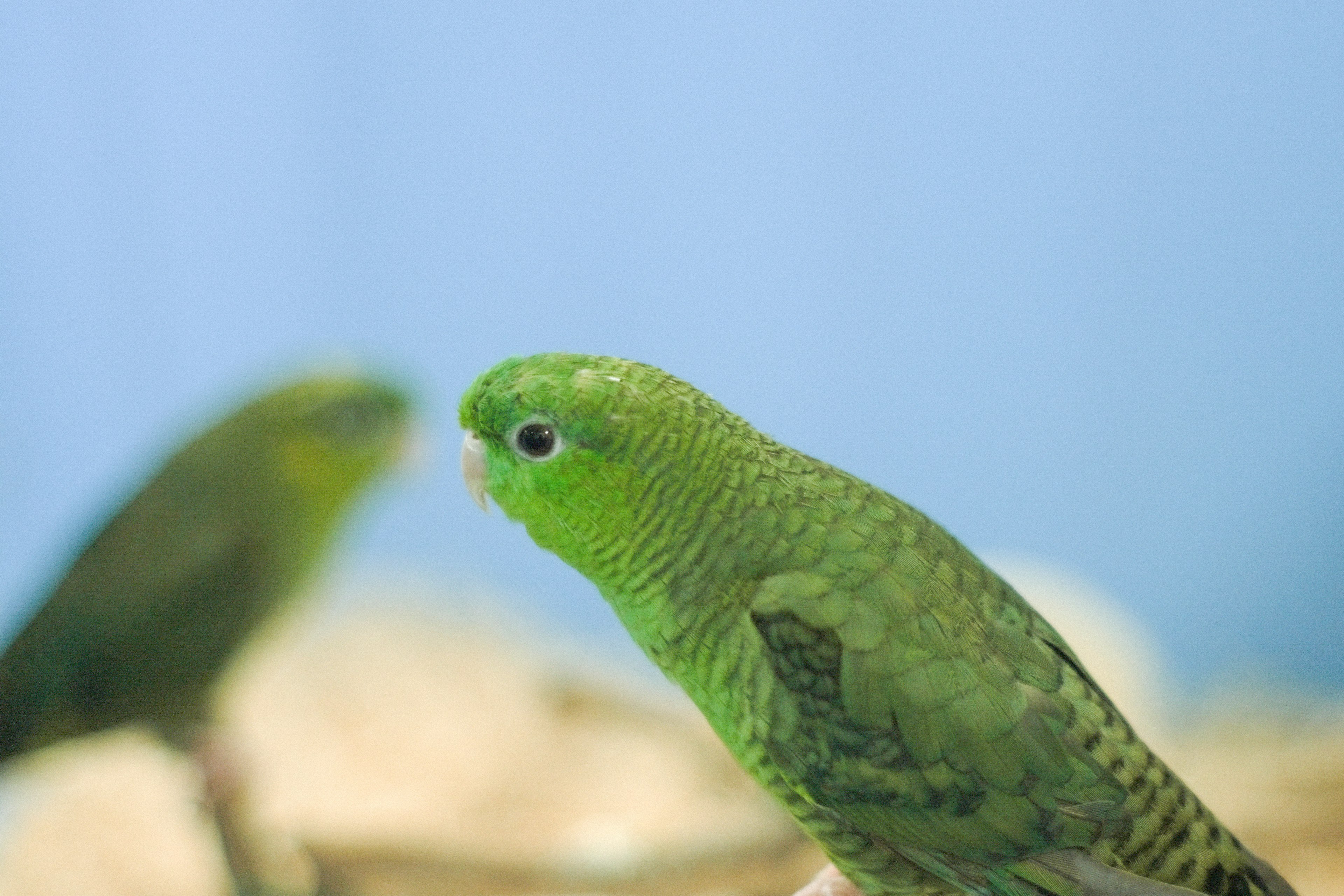 Perroquet vert regardant sur le côté