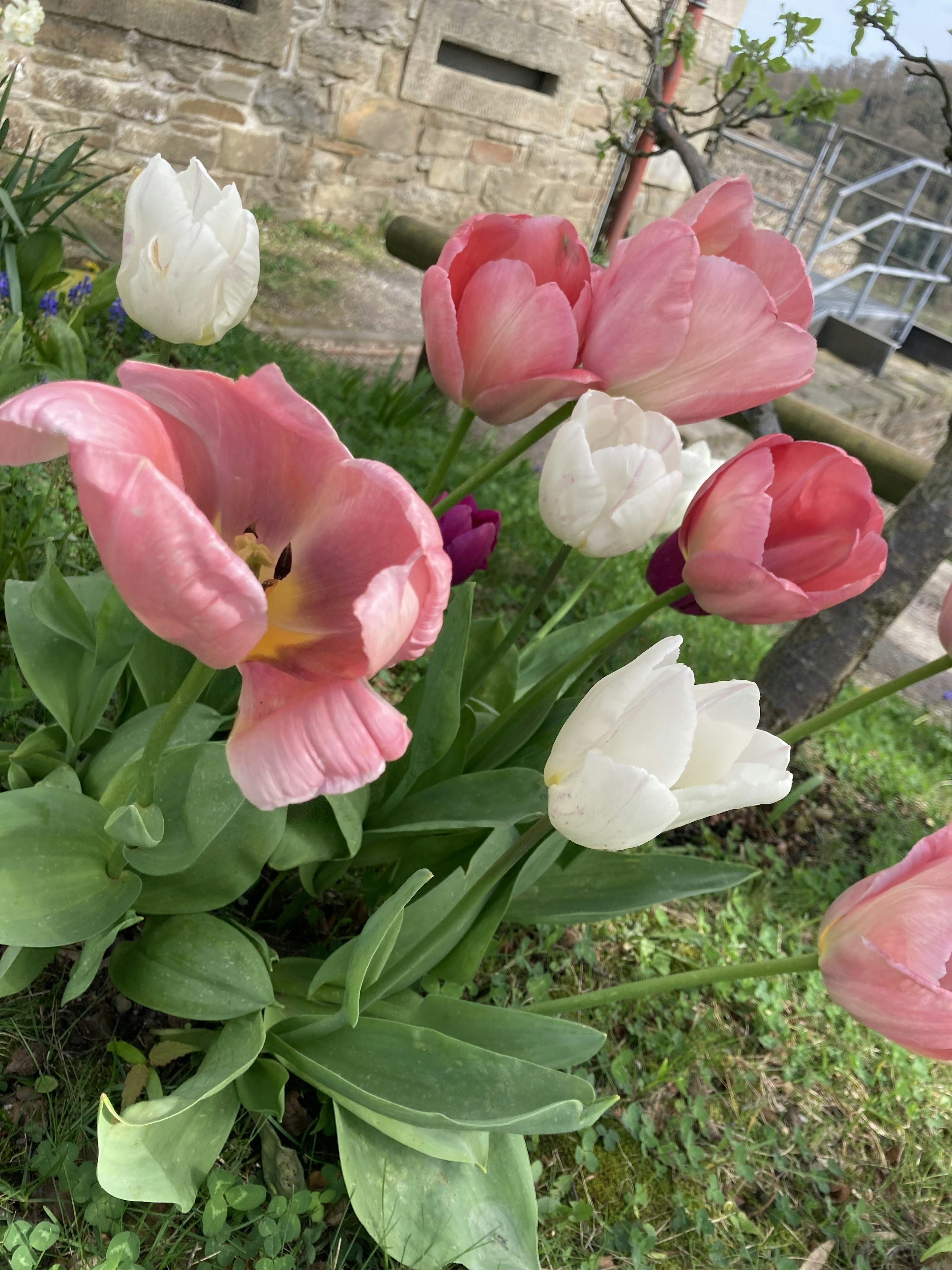 Bunte Tulpen blühen in einem Garten