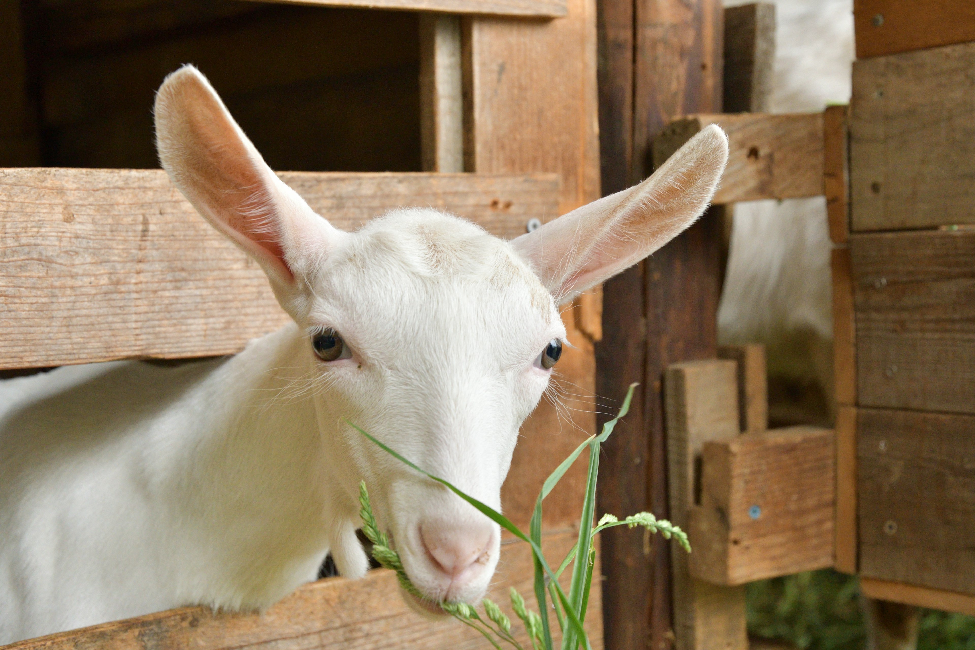 A white goat peeking out from a wooden enclosure chewing on grass