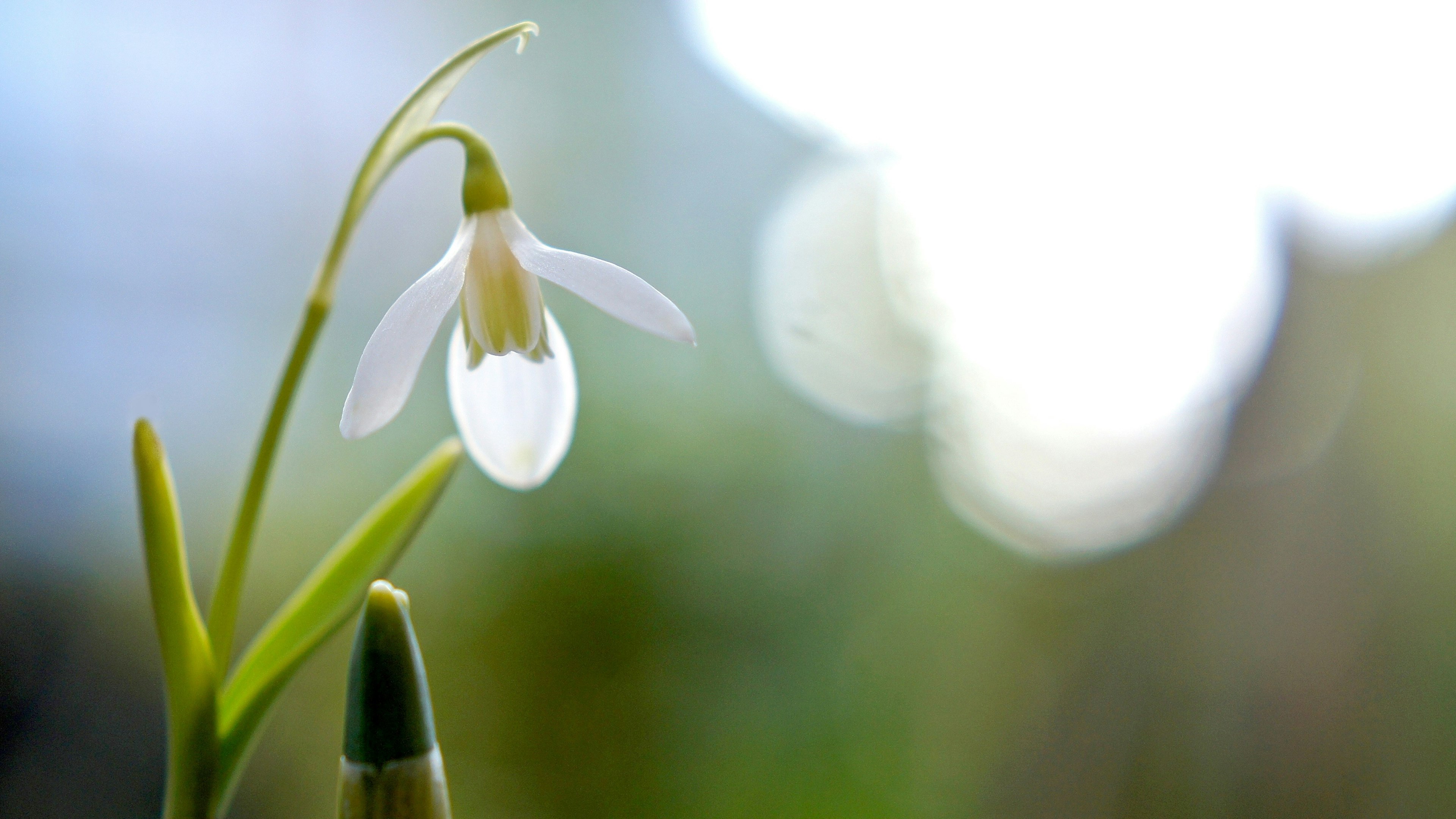 Une délicate fleur de perce-neige avec des pétales blancs et un arrière-plan flou